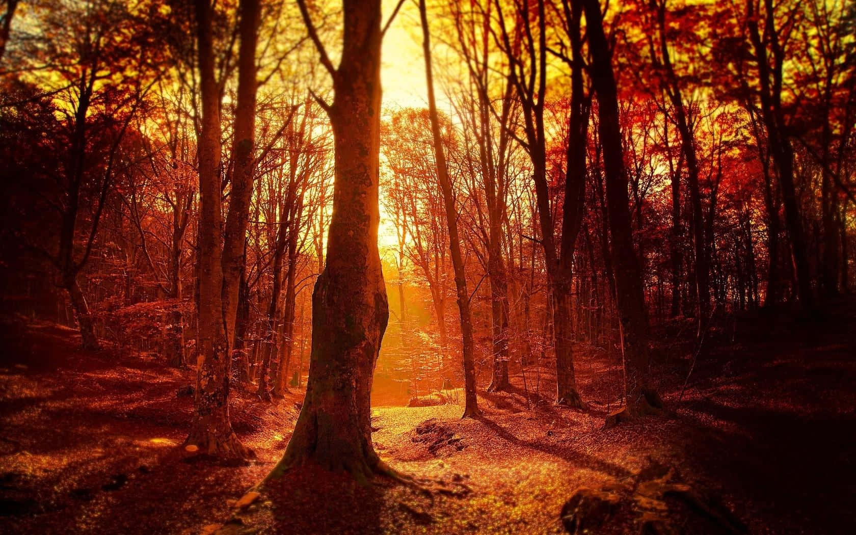 Fall Trees, autumn forest, golden rays, HD Desktop Wallpaper