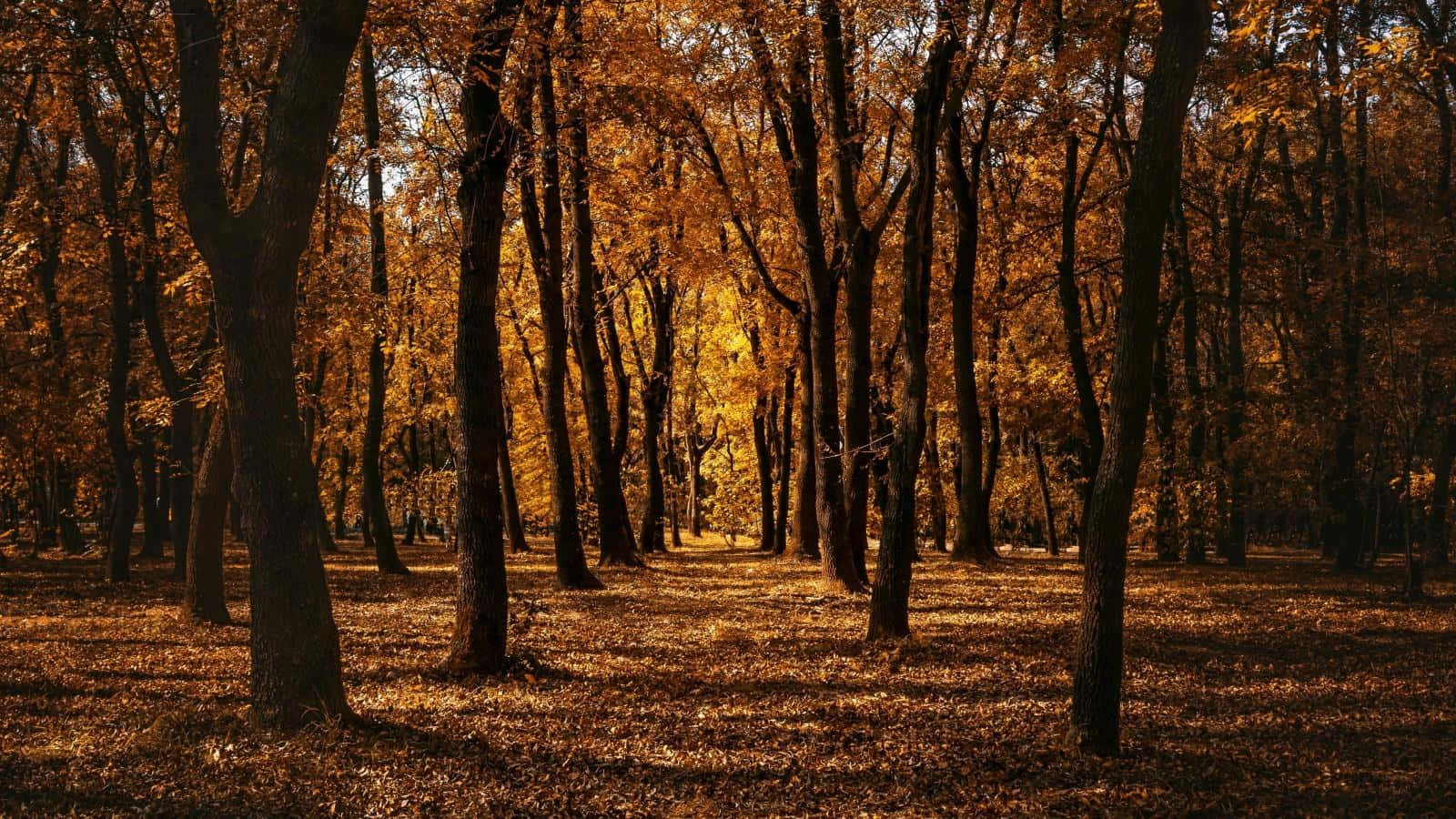 Fall Trees, golden autumn leaves, sunlight, HD Desktop Wallpaper