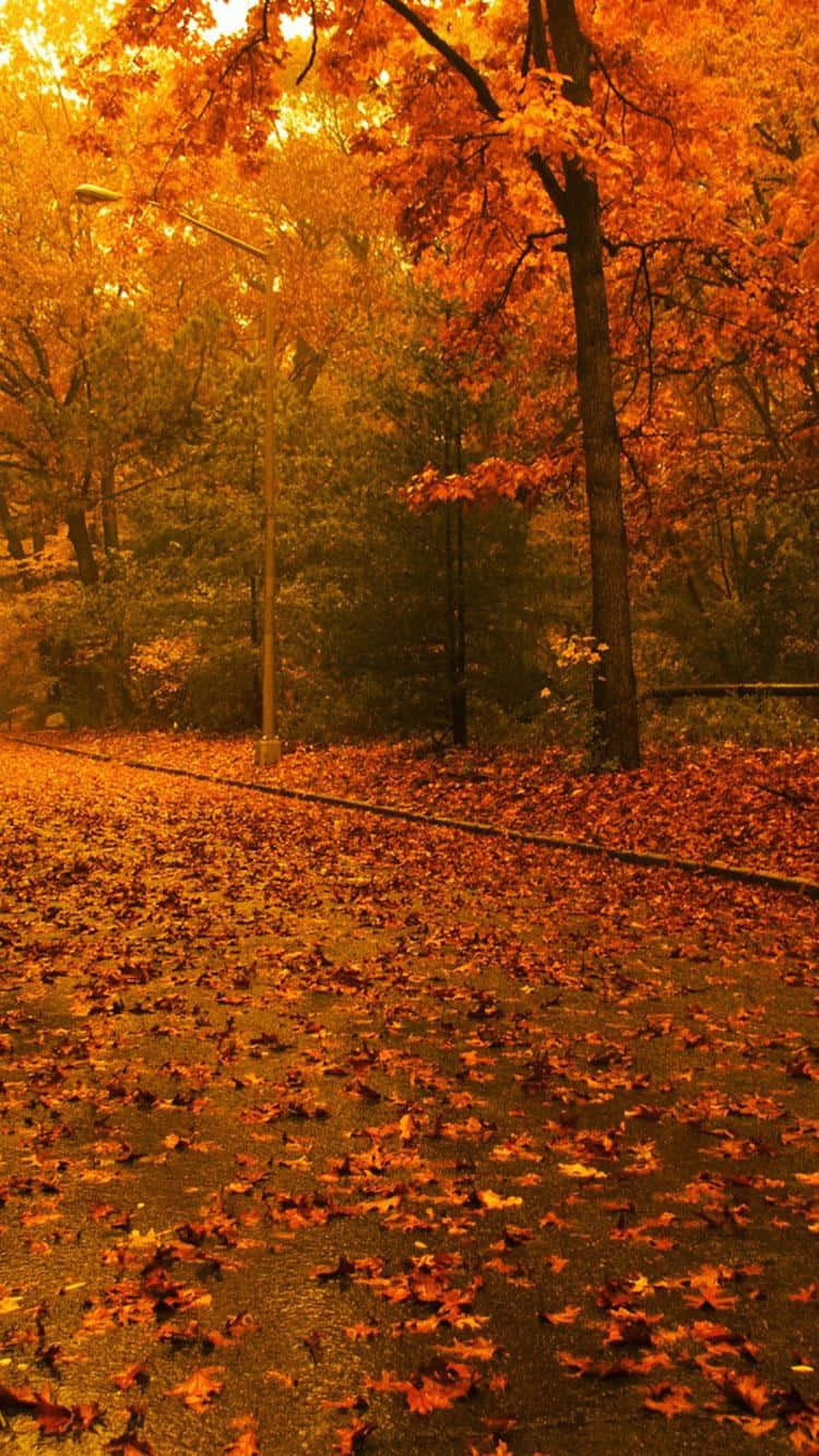 Fall Trees, golden autumn forest, falling orange leaves, HD Phone Wallpaper