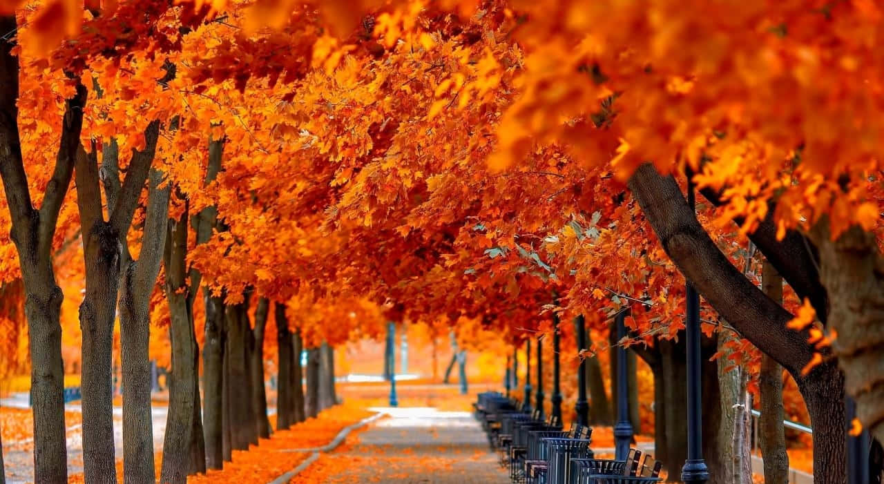 Fall Trees, vibrant autumn pathway, fiery orange leaves, HD Desktop Wallpaper