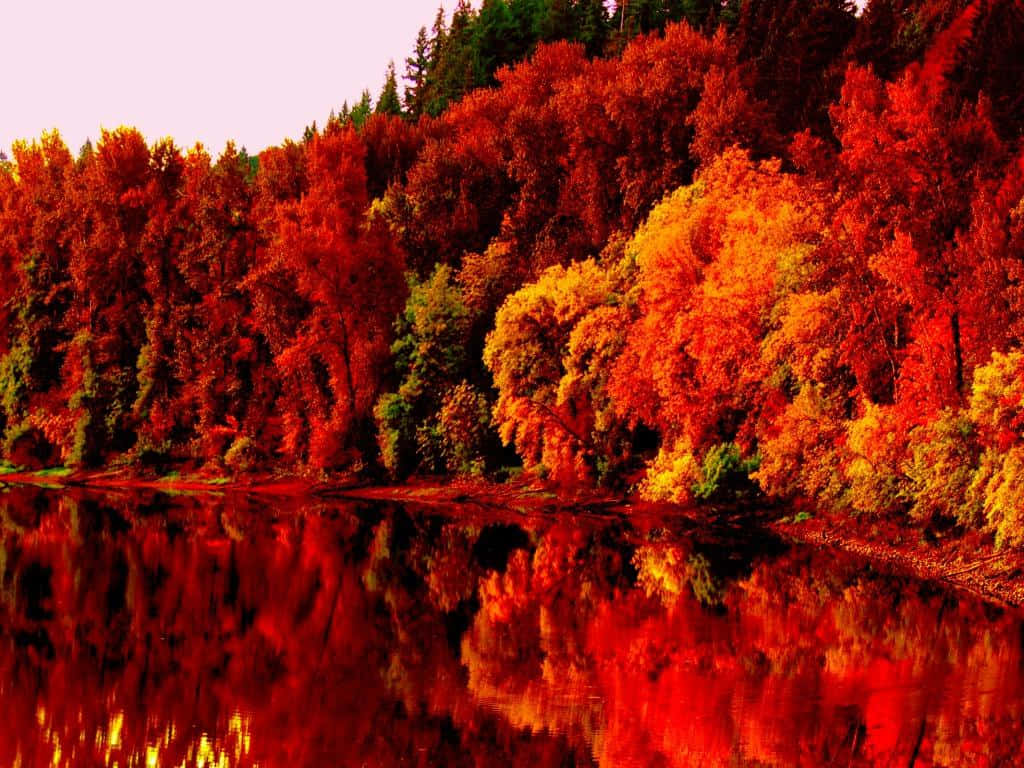 Fall Trees, fiery reds, oranges, SD Desktop Wallpaper