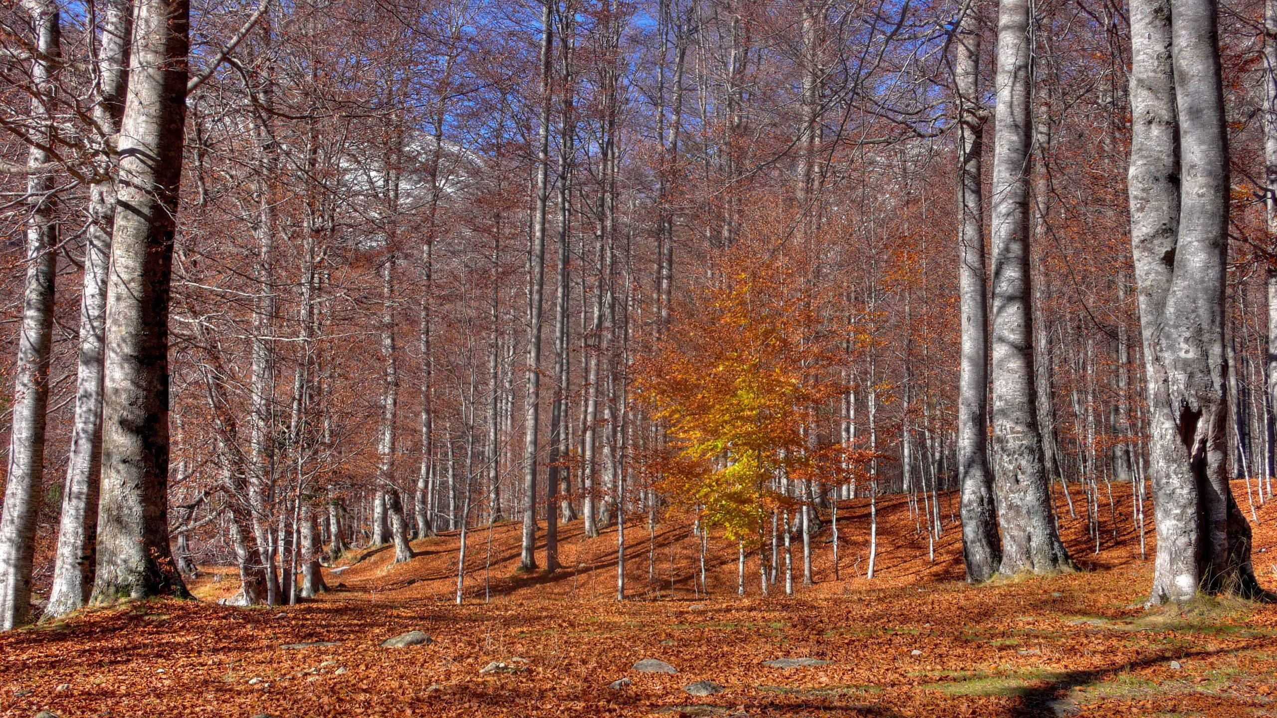 October, autumn, vibrant yellow tree, 2K Desktop Wallpaper