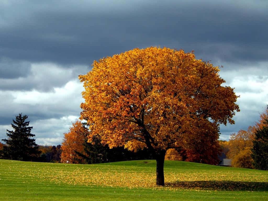Fall Trees, vibrant golden leaves, green hill, SD Desktop Wallpaper