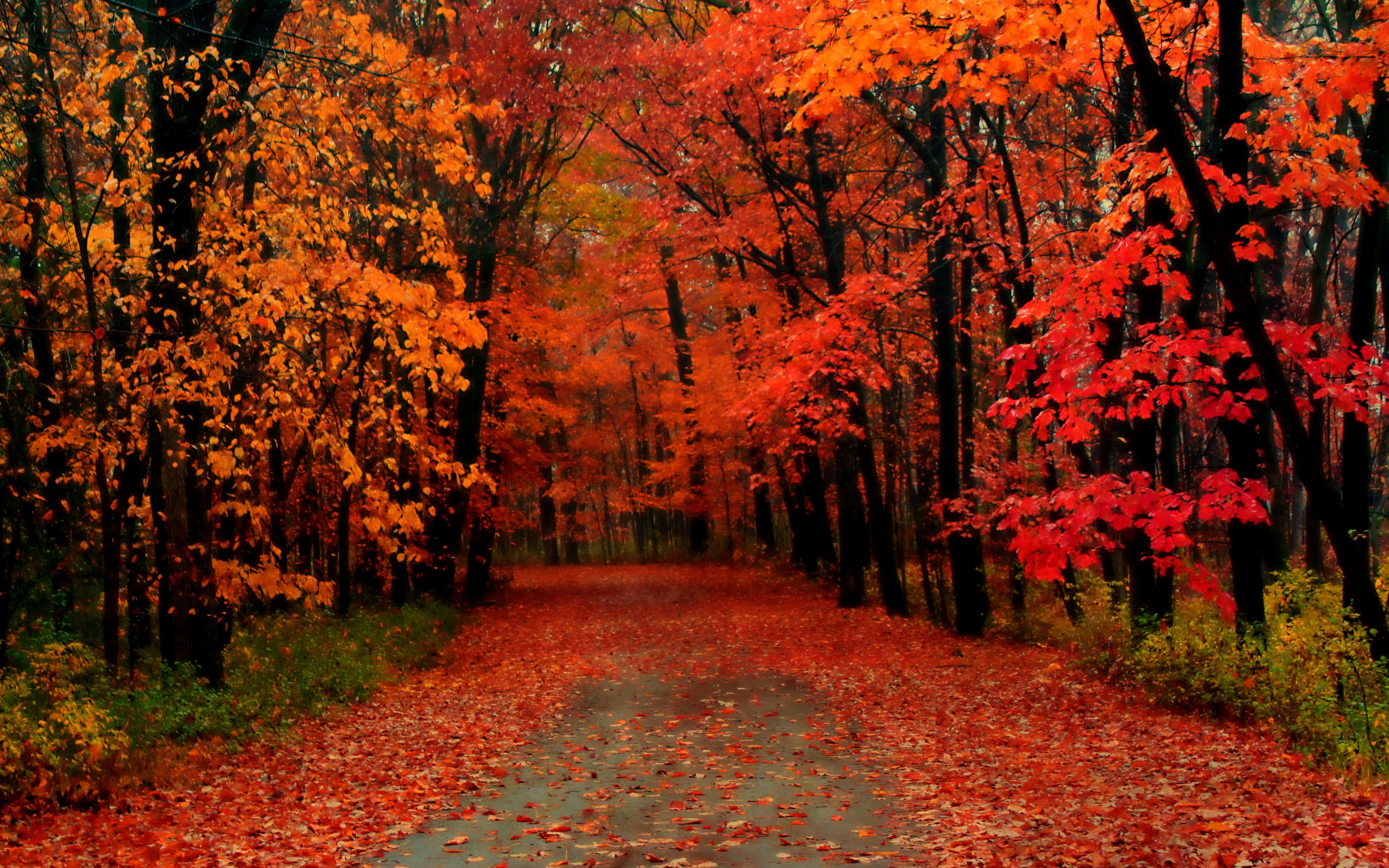 Fall Trees, vibrant red and orange autumn leaves, canopy of fiery foliage, 4K Desktop Wallpaper