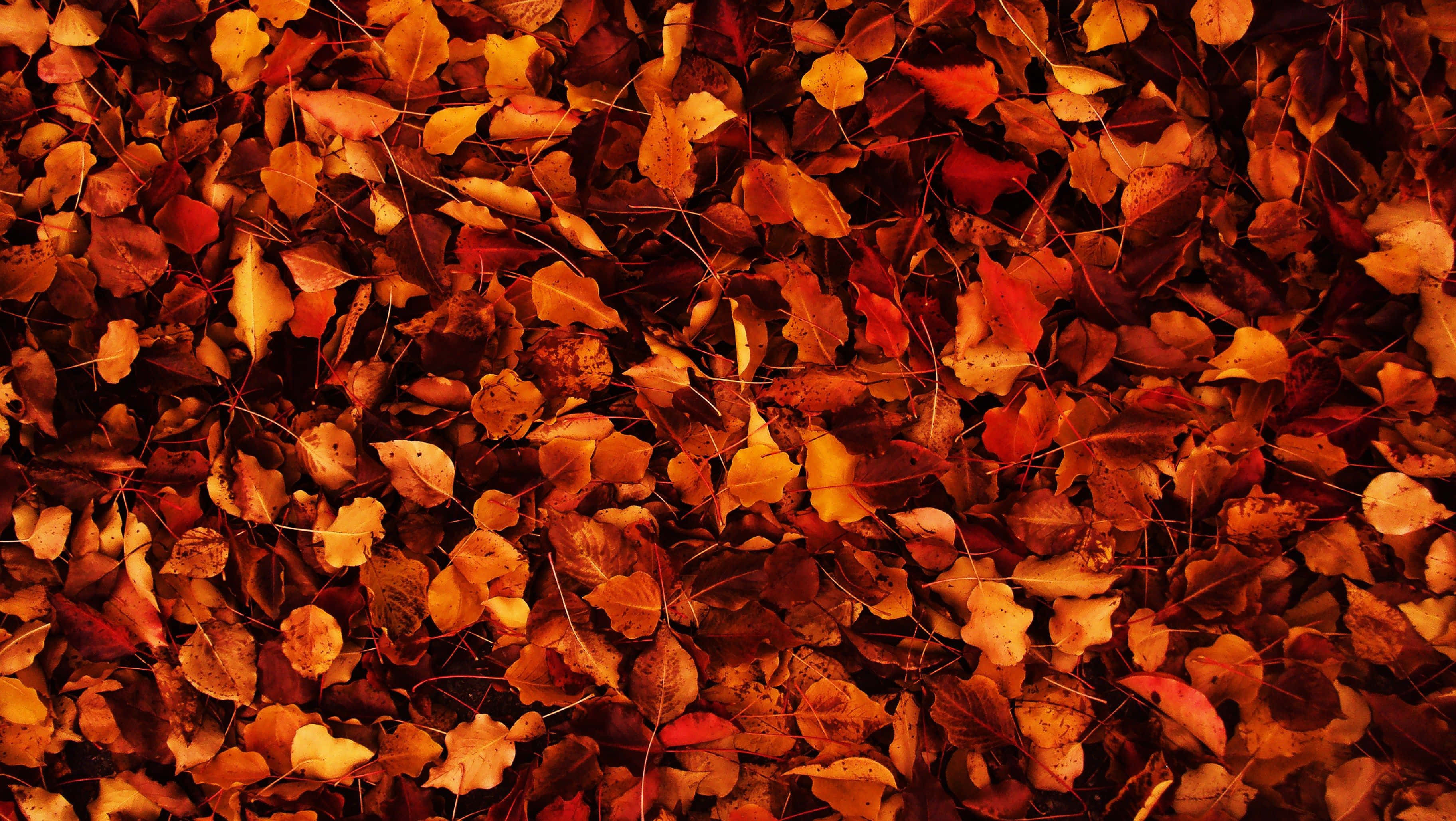 autumn leaves, warm orange red, yellow hues, 2K Desktop Wallpaper