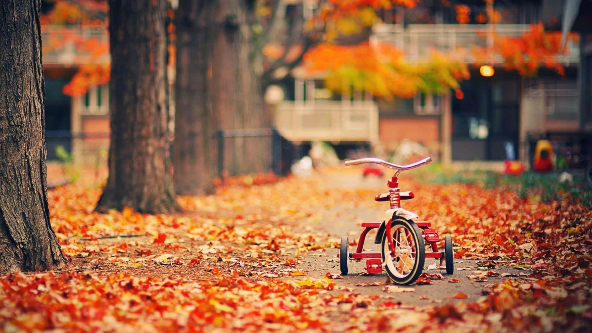 red tricycle, vibrant orange and red autumn leaves, soft daylight, Full HD Desktop Wallpaper