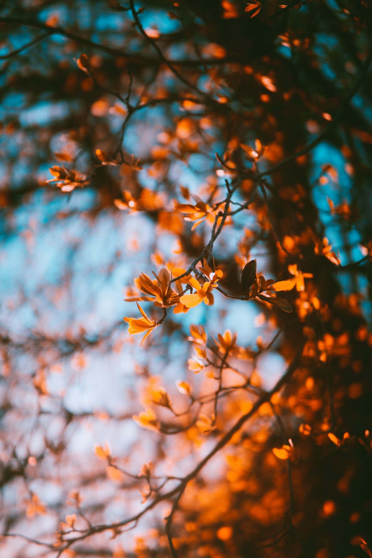 Fall Tumblr, brown leaves, branches, HD Phone Wallpaper