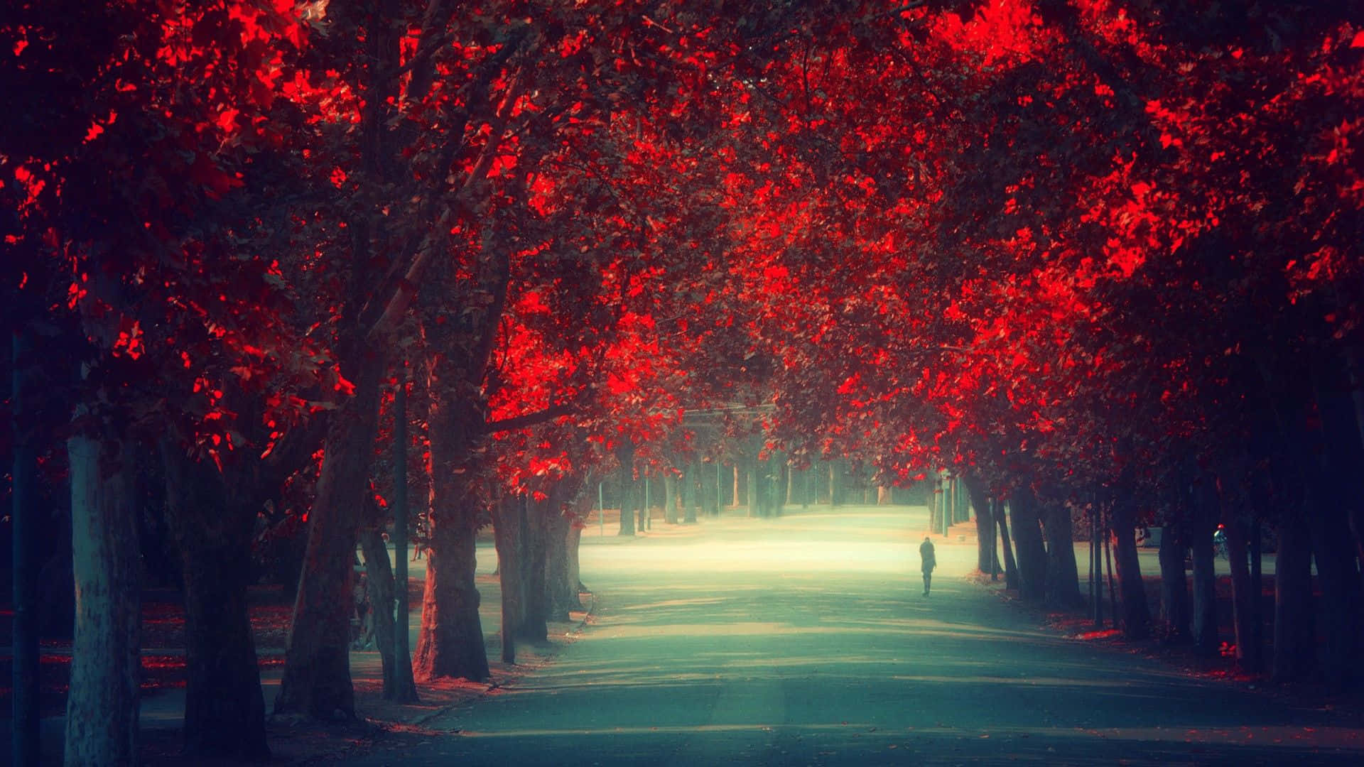Fall Tumblr, red-leafed trees, misty path, Full HD Desktop Wallpaper