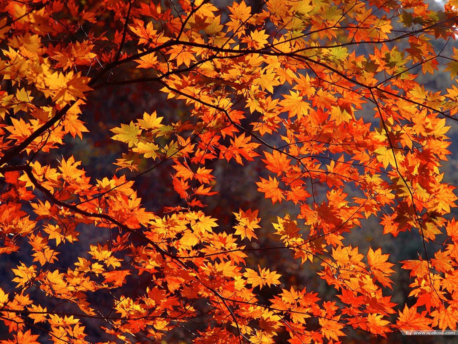 autumnal scenery, vibrant orange and yellow maple leaves, dark blue sky, HD Desktop Wallpaper