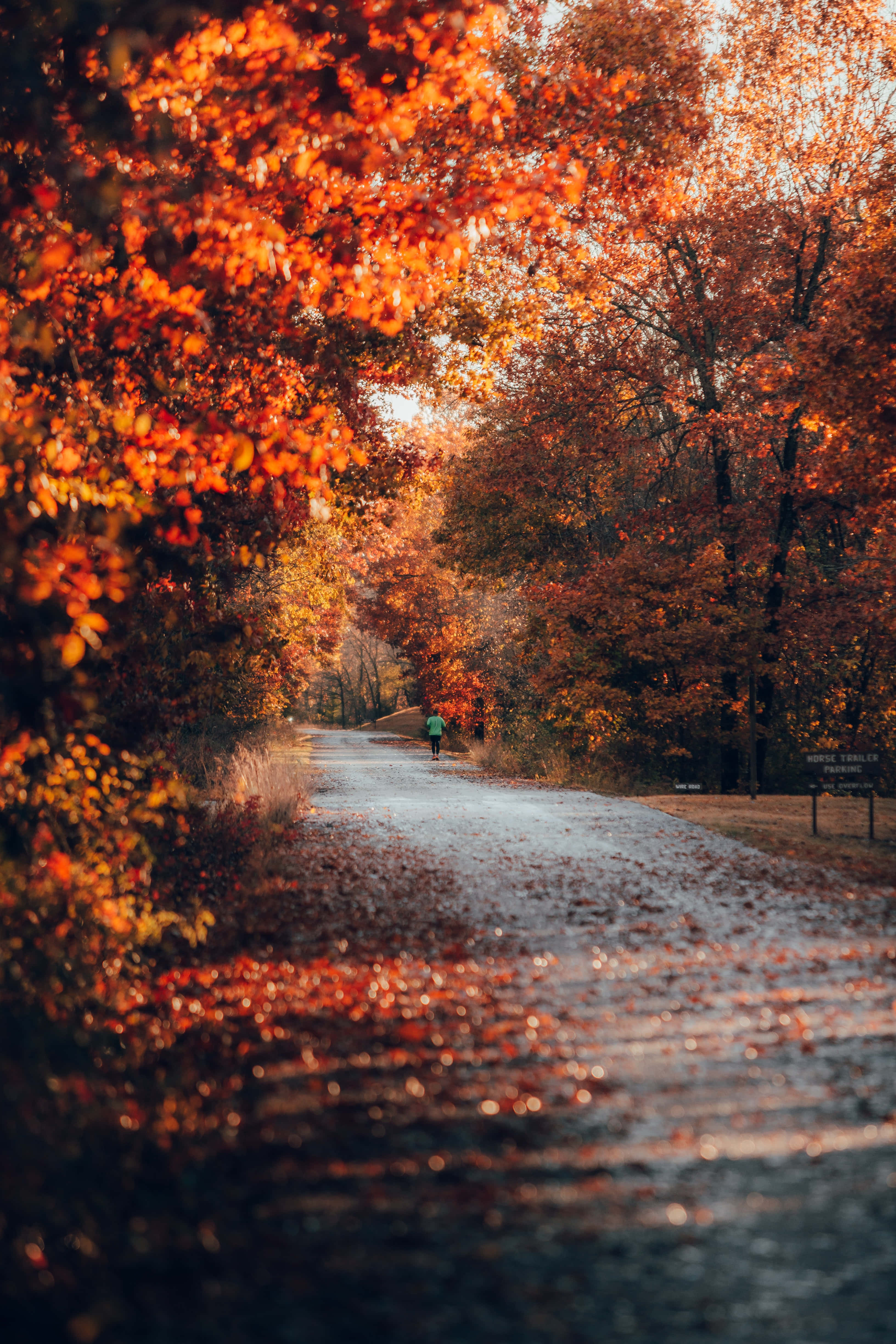 Fall Tumblr, autumn path, fiery orange foliage, 4K Phone Wallpaper