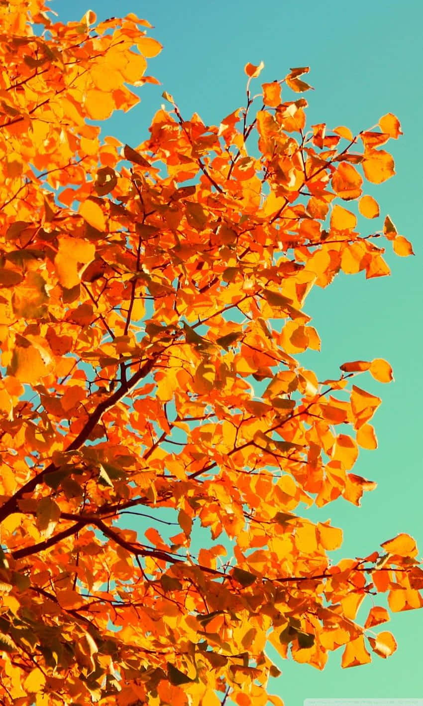 Autumn Splendor, vibrant orange autumn leaves, clear turquoise sky, HD Phone Wallpaper