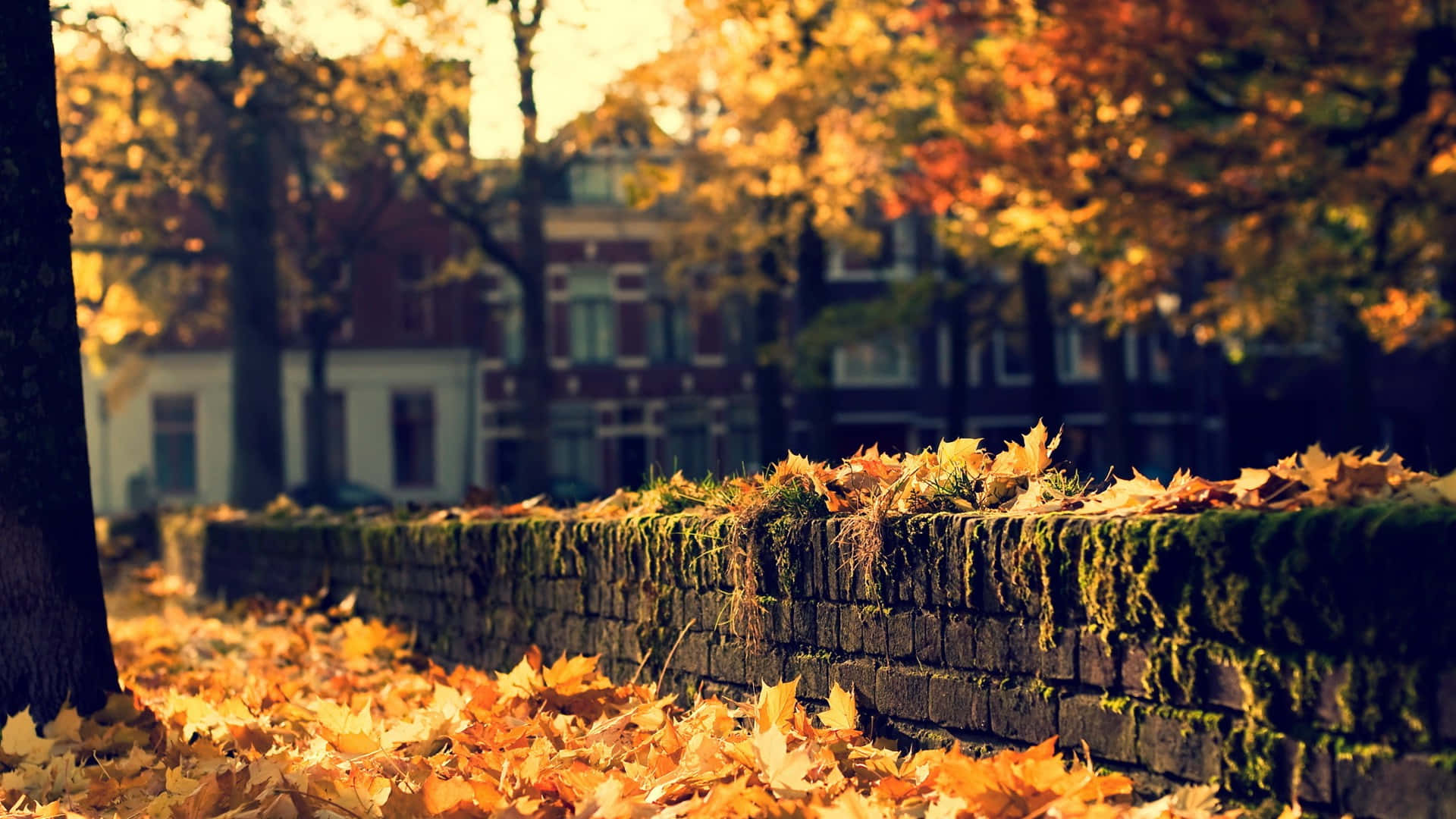 Fall Tumblr, golden autumn leaves, mossy stone wall, Full HD Desktop Wallpaper
