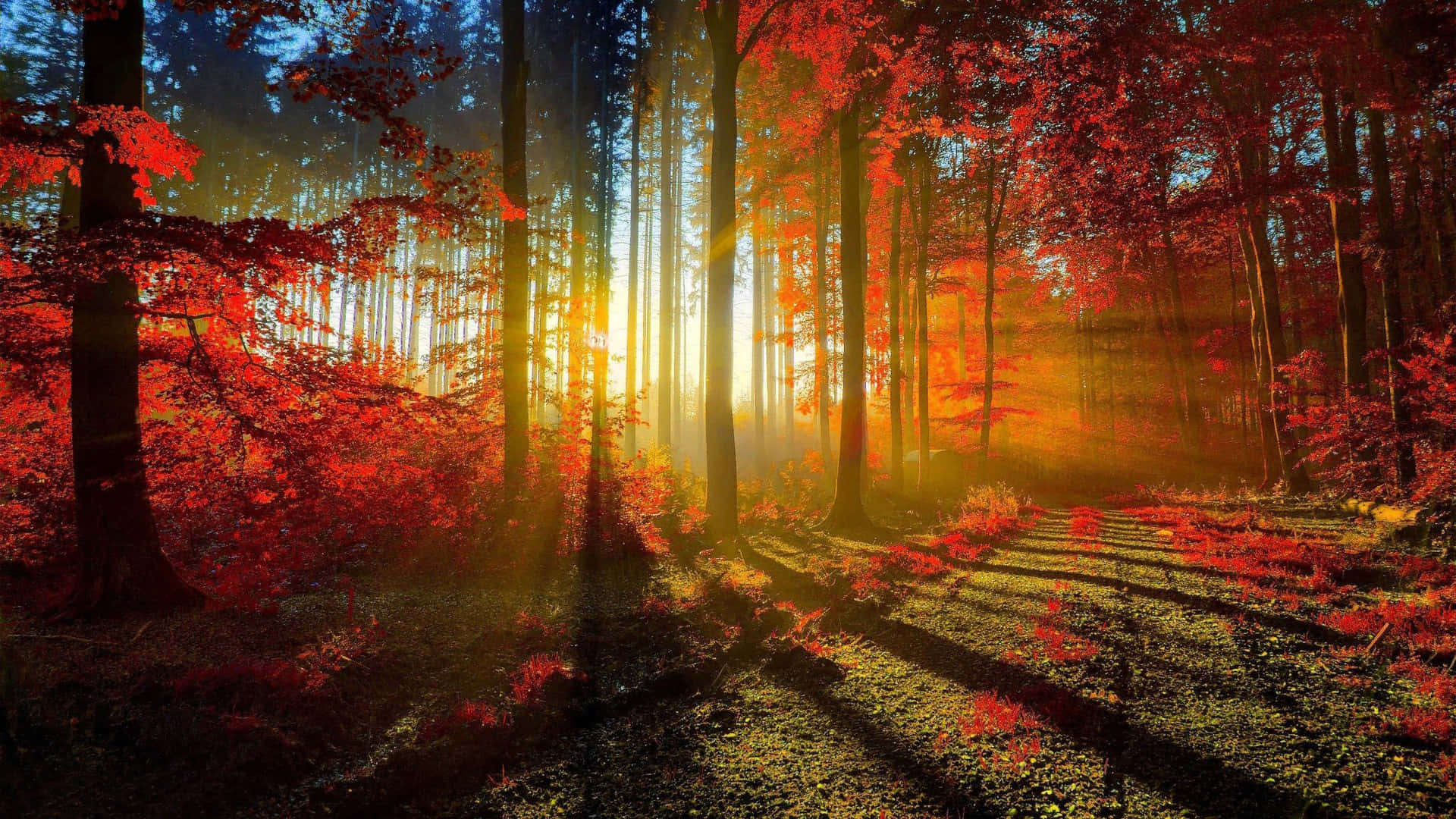 Bright Sunlight Fall Tumblr, vibrant red autumn trees, golden beams, Full HD Desktop Wallpaper