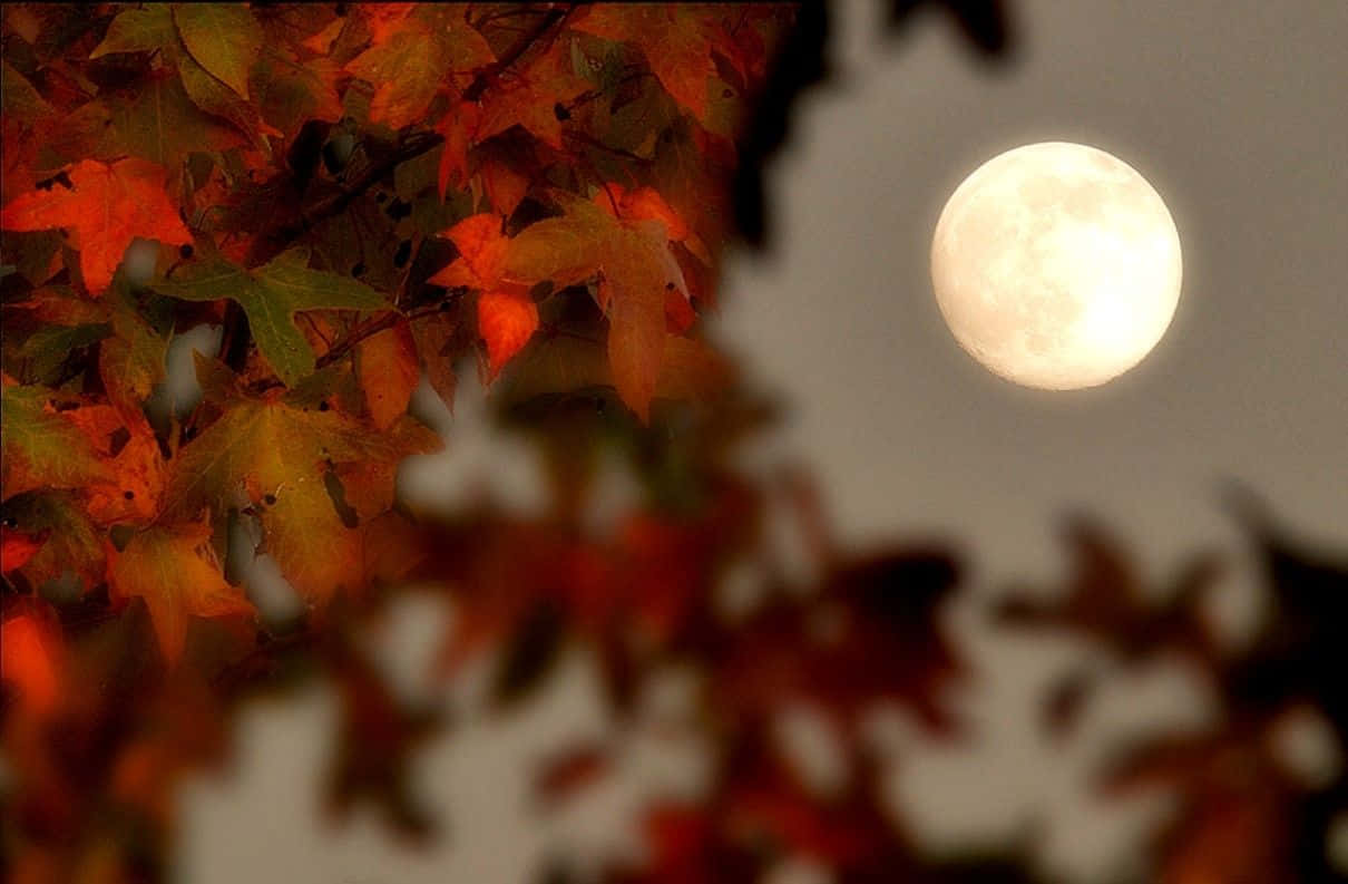 full moon, autumn leaves, warm orange, SD Desktop Wallpaper