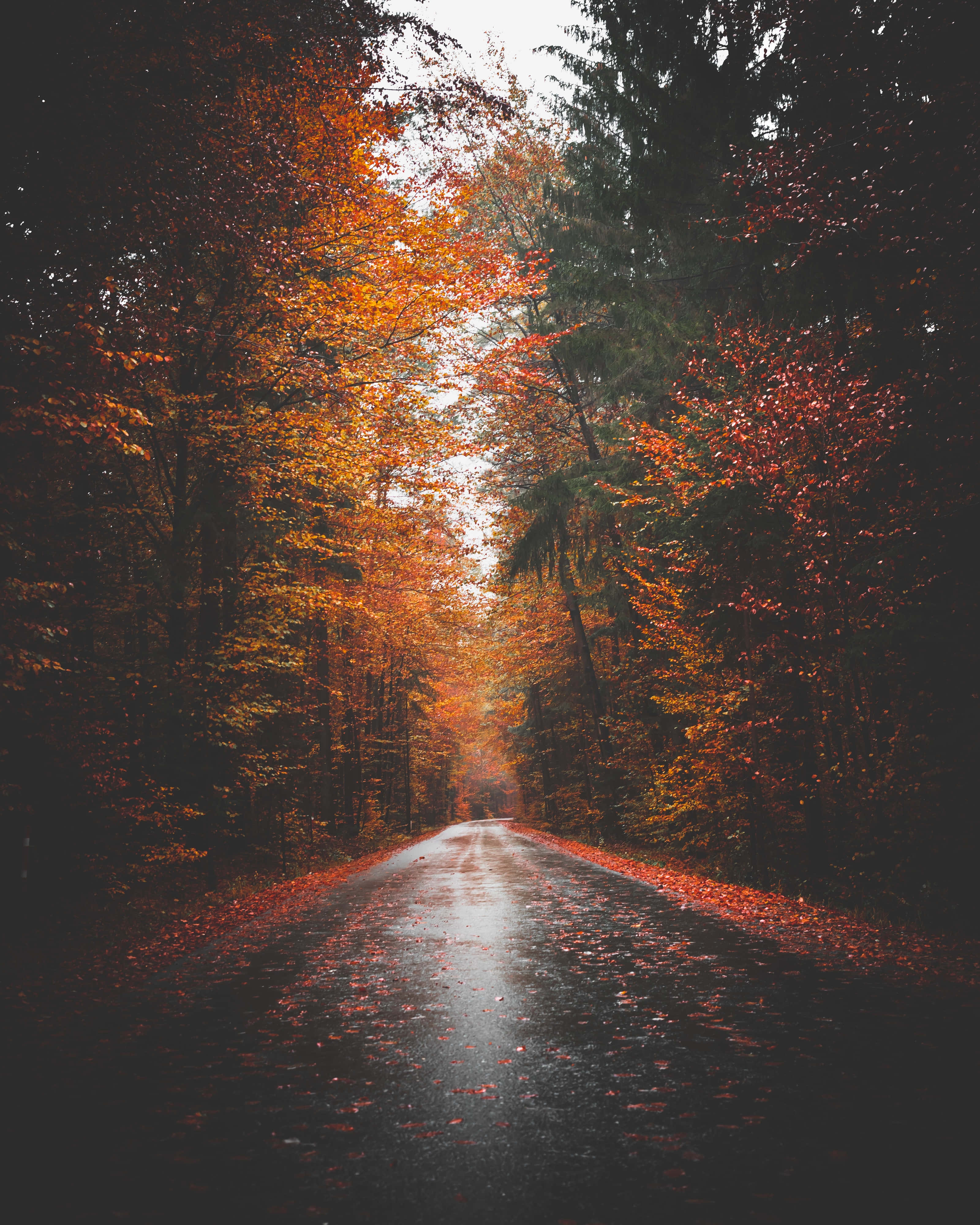 Fall Tumblr, wet autumn road, forest, 4K Phone Wallpaper