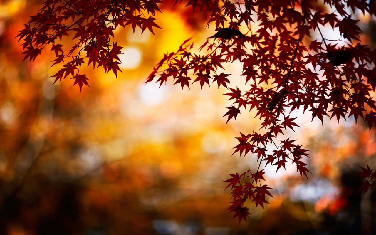 red maple leaves, golden sunset, autumn, HD Desktop Wallpaper