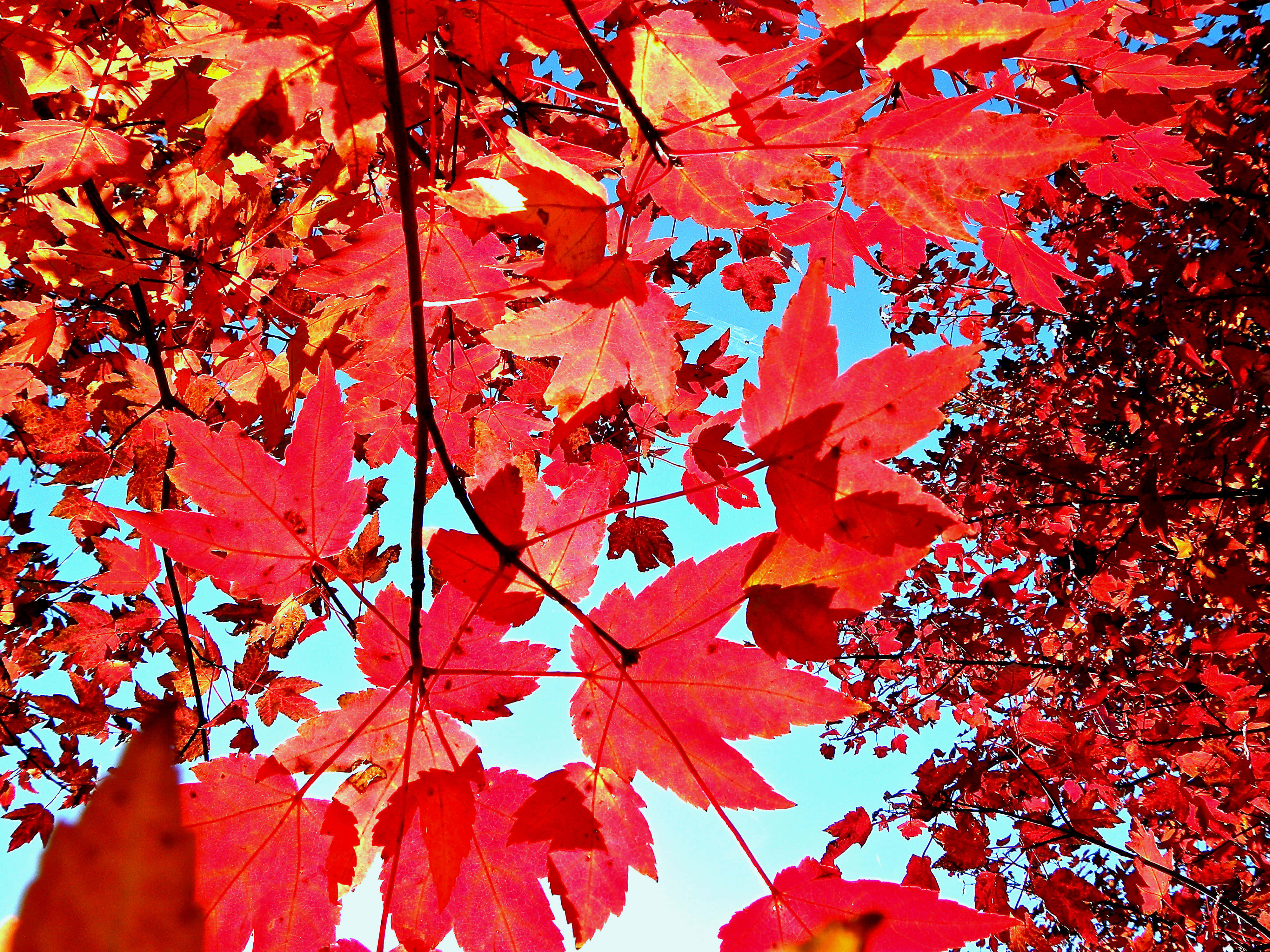 red maple leaves, clear blue sky, low-angle autumn shot, 4K Desktop Wallpaper