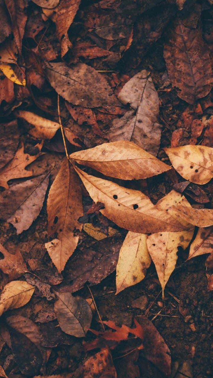 Fall Tumblr, autumn leaves, warm earthy tones, HD Phone Wallpaper