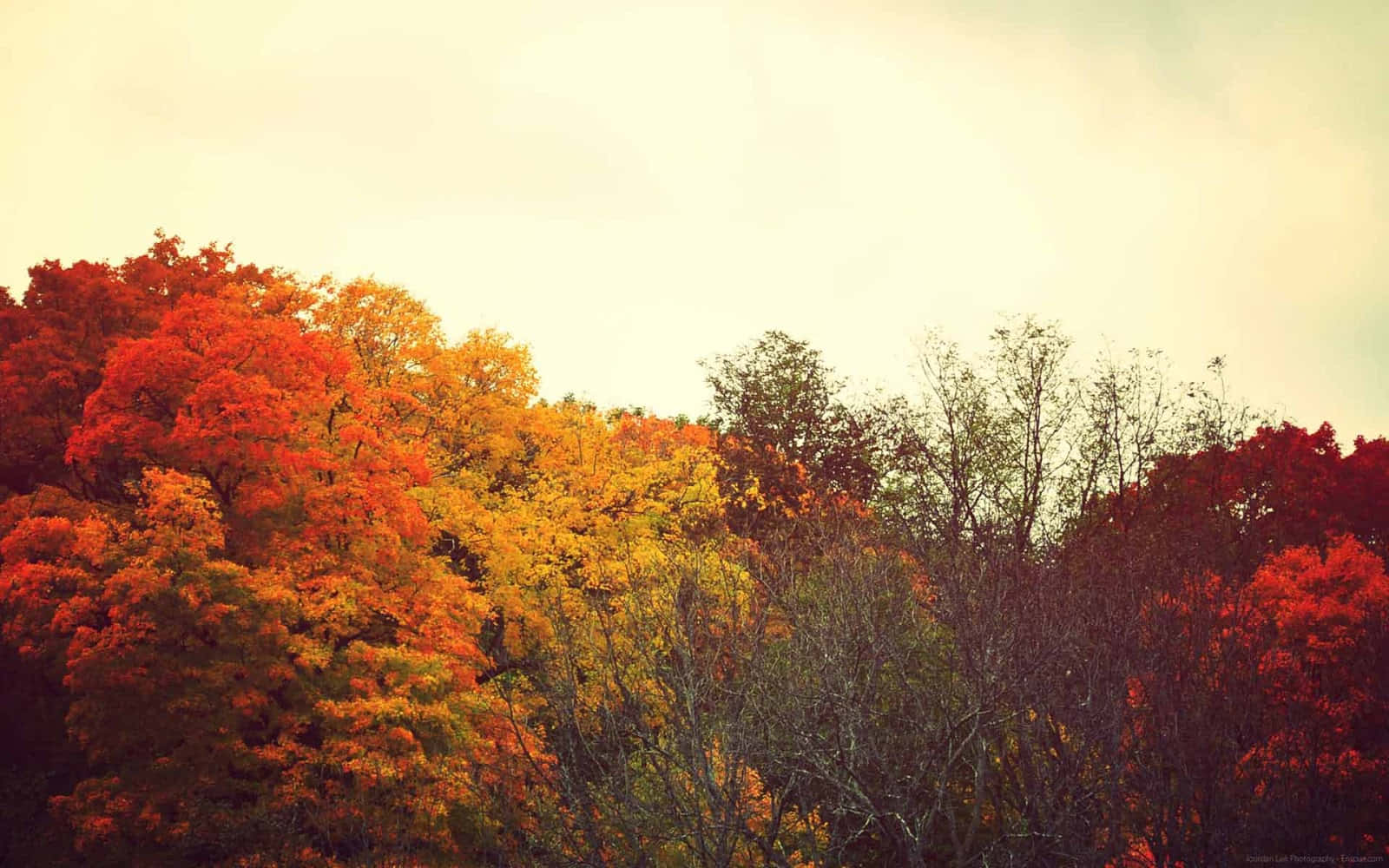 Fall Tumblr, autumn trees, fiery red orange foliage, HD Desktop Wallpaper