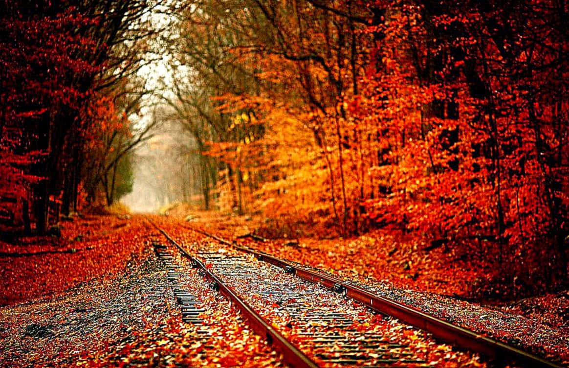 Train Track, autumn leaves, fiery orange, SD Desktop Wallpaper