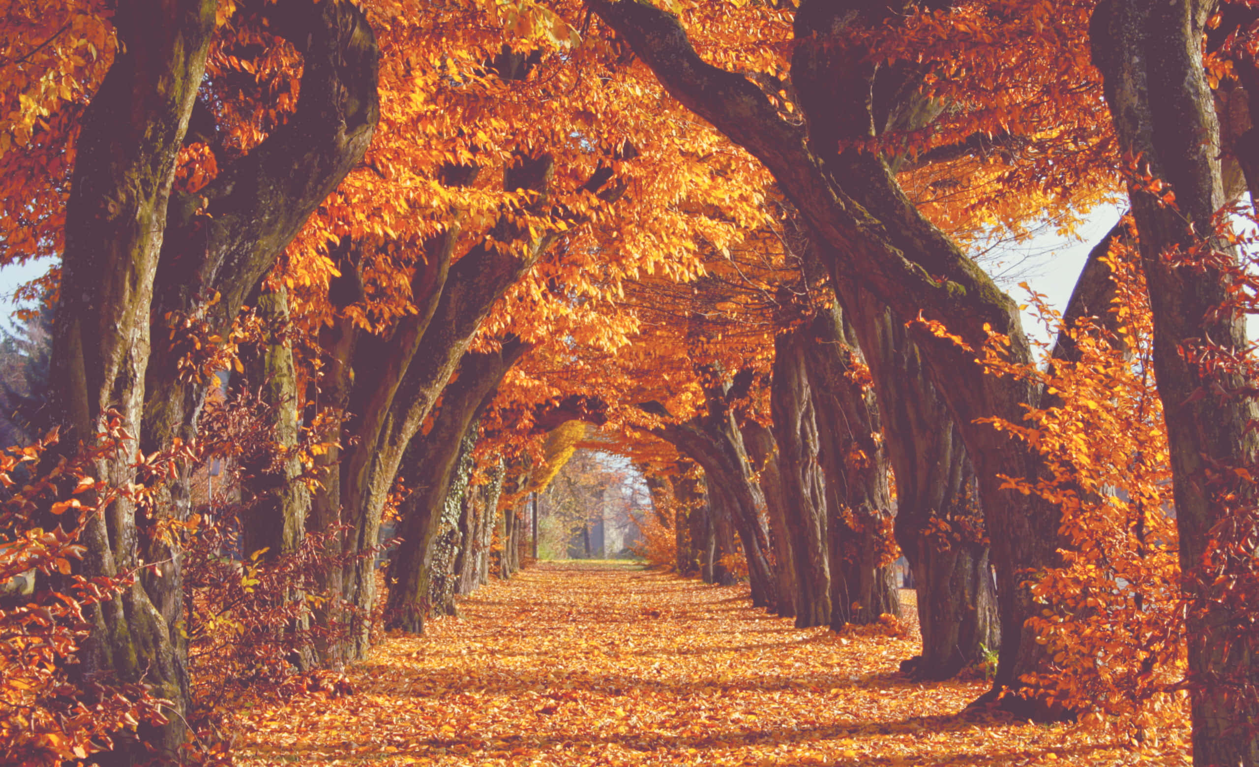Fall Tumblr, autumn, orange maple trees, 2K Desktop Wallpaper