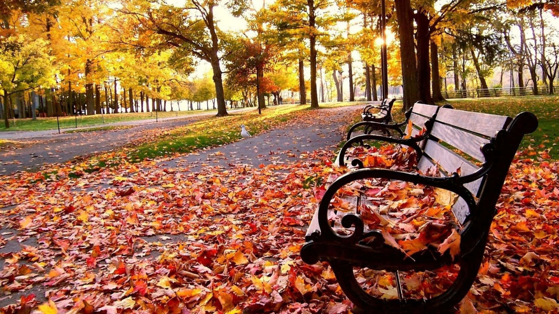 Fall Tumblr, park bench, autumn leaves, Full HD Desktop Wallpaper