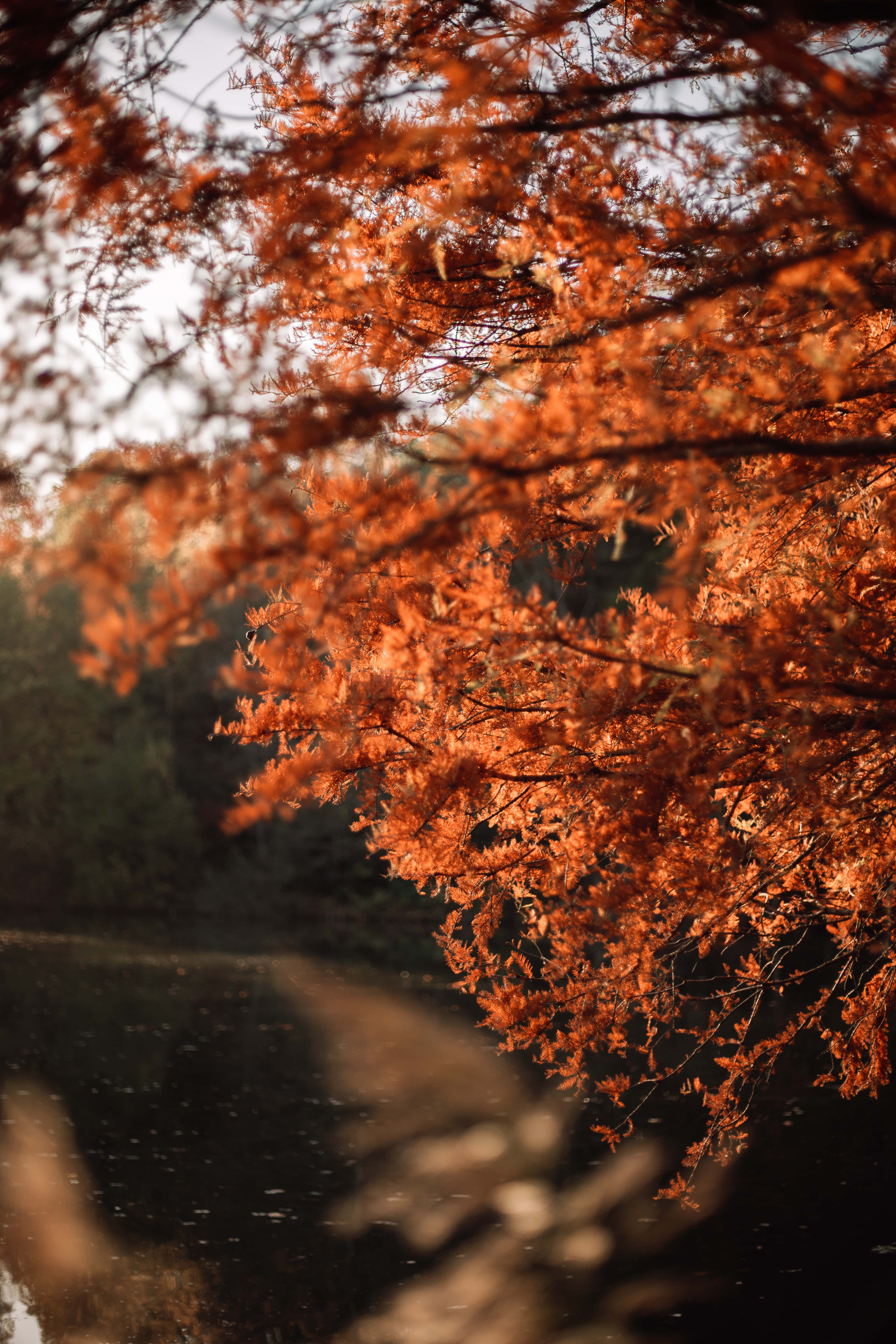 Red Leaves, autumn leaves, calm waterway, 5K Phone Wallpaper