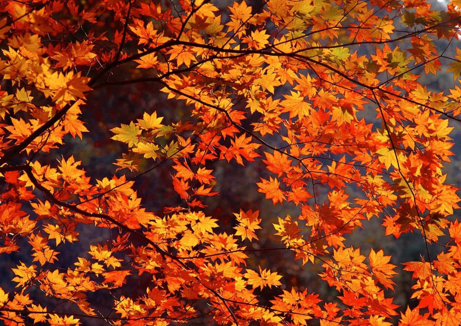 autumn, maple leaves, orange, HD Desktop Wallpaper