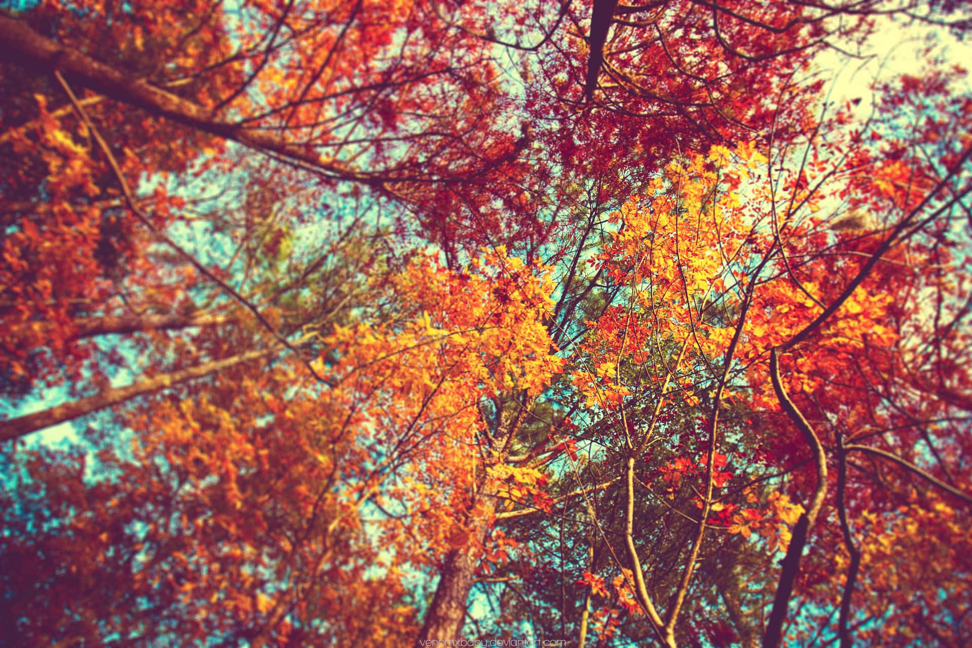 Fall Tumblr, autumn leaves, fiery reds oranges and yellows, Full HD Desktop Wallpaper