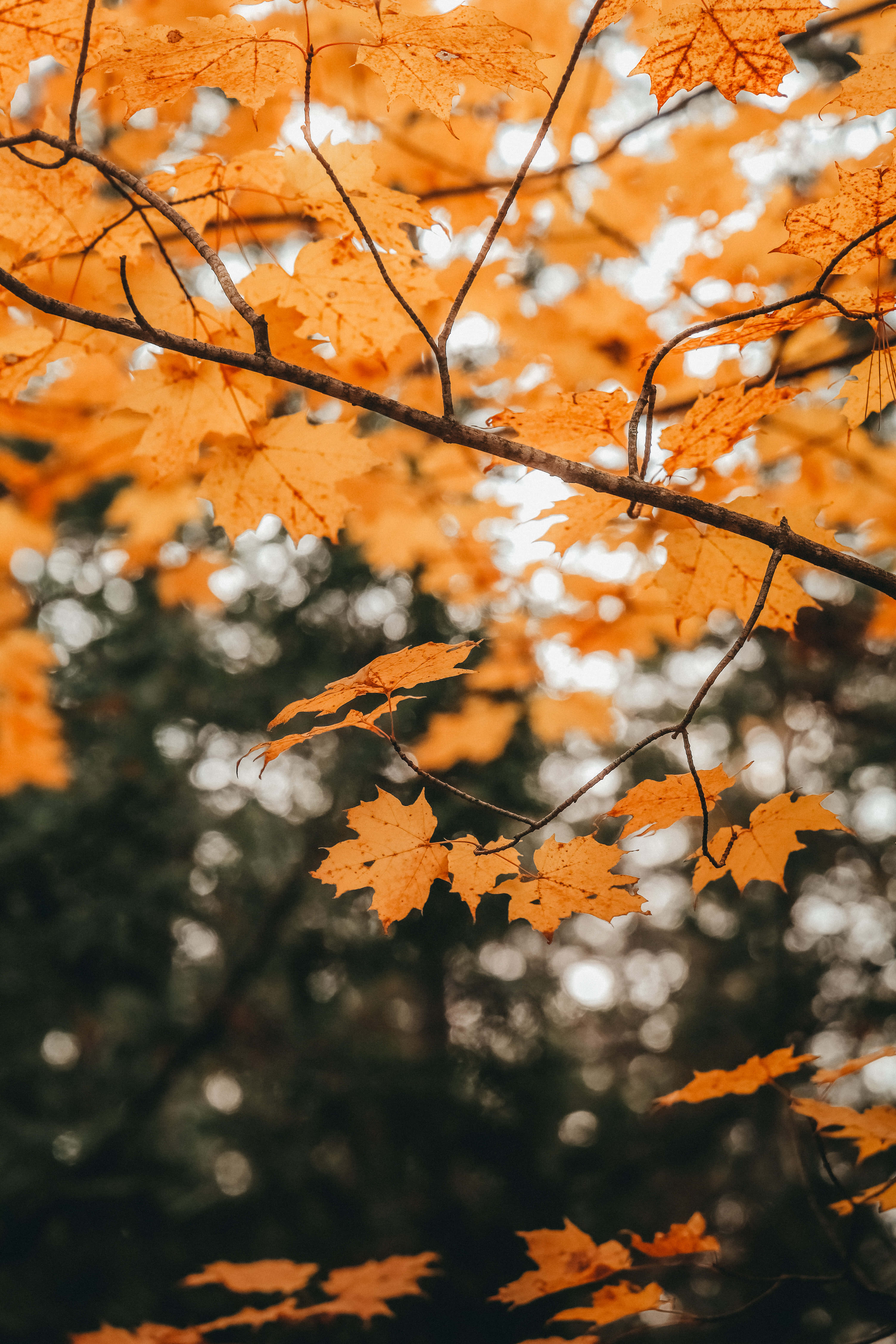 fall tumblr, autumn, vibrant orange maple leaves, 5K Phone Wallpaper