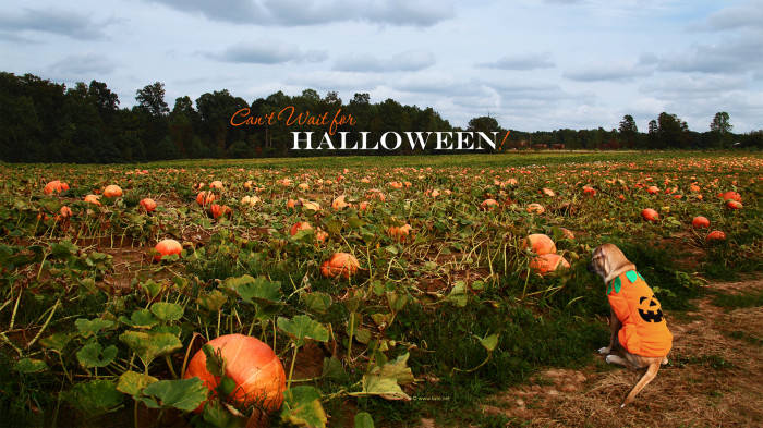 dog, pumpkin shirt, jack-o'-lantern costume, SD Desktop Wallpaper