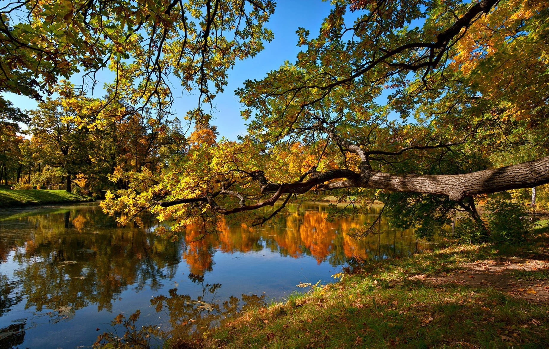 pond, autumn tree, golden leaves, HD Desktop Wallpaper