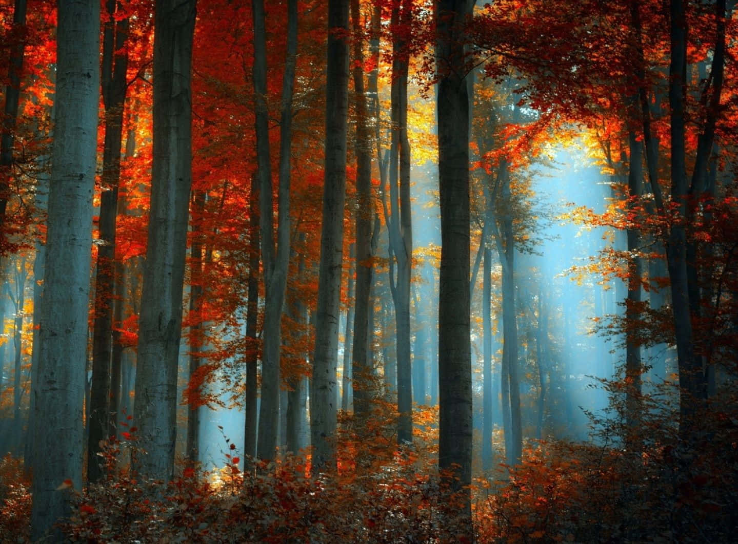 Foggy Fall Landscape, vibrant red autumn leaves, misty forest, HD Desktop Wallpaper