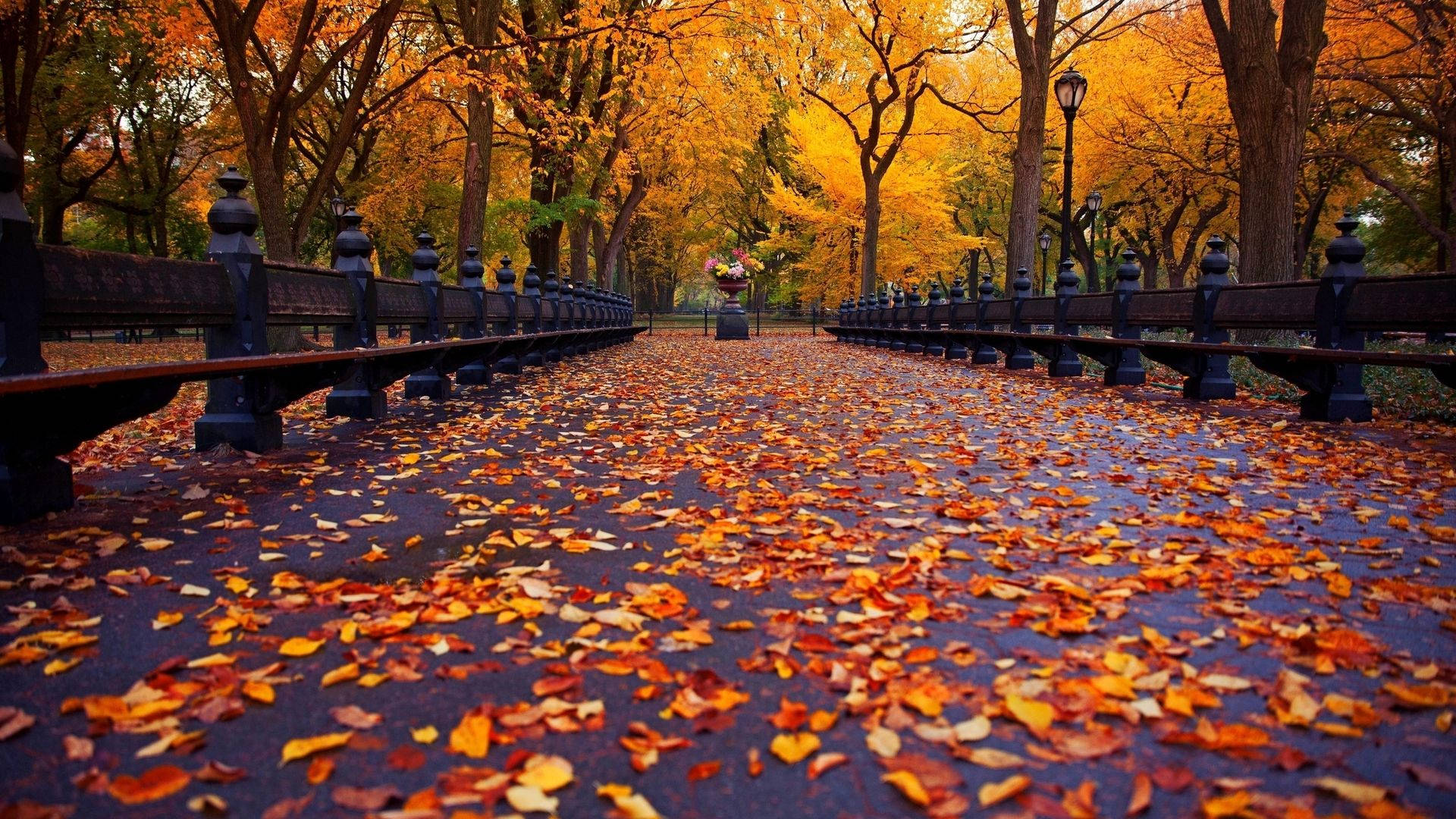 fall, maple leaves, vibrant orange, Full HD Desktop Wallpaper
