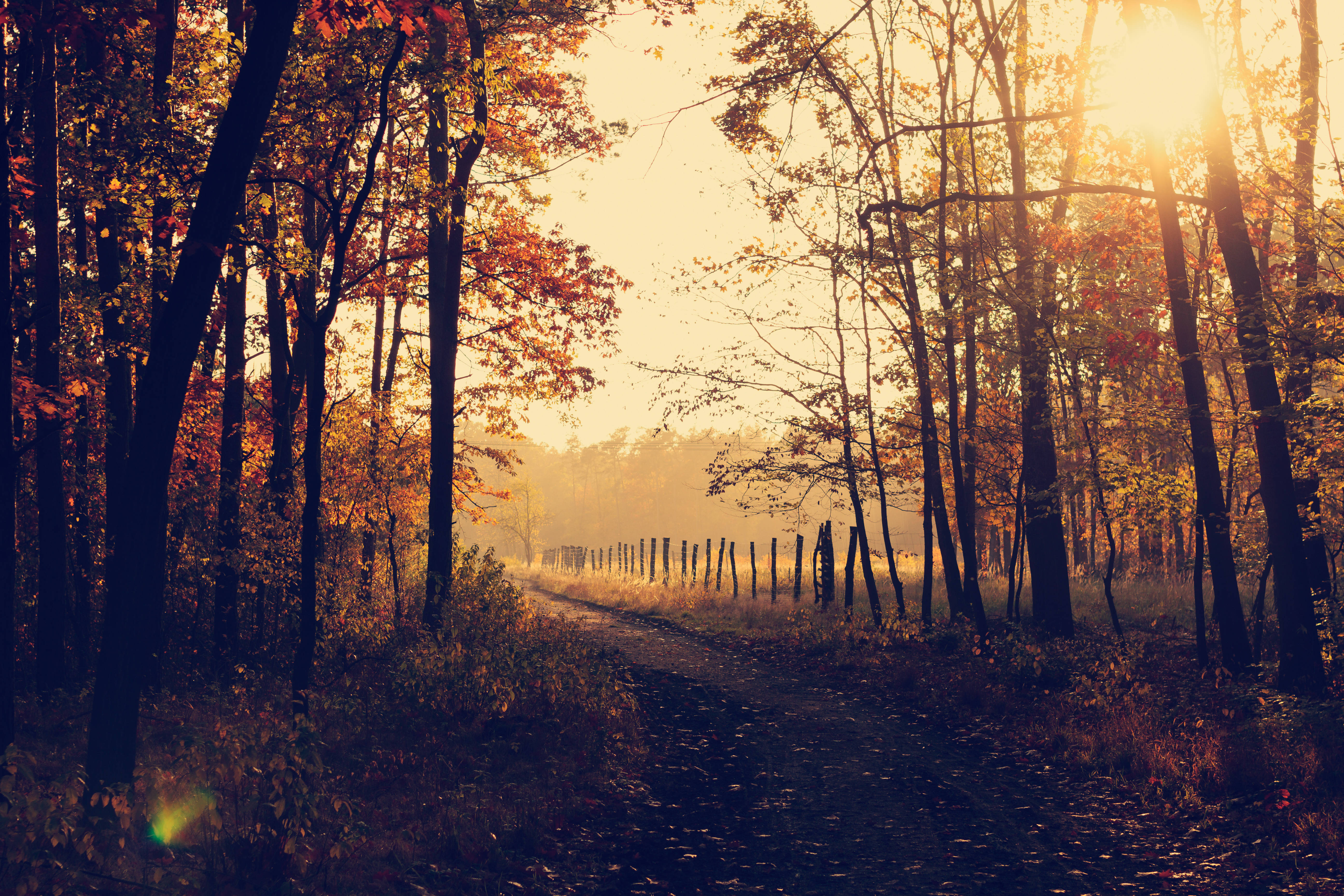 golden hour, autumn trees, golden leaves, 5K Desktop Wallpaper