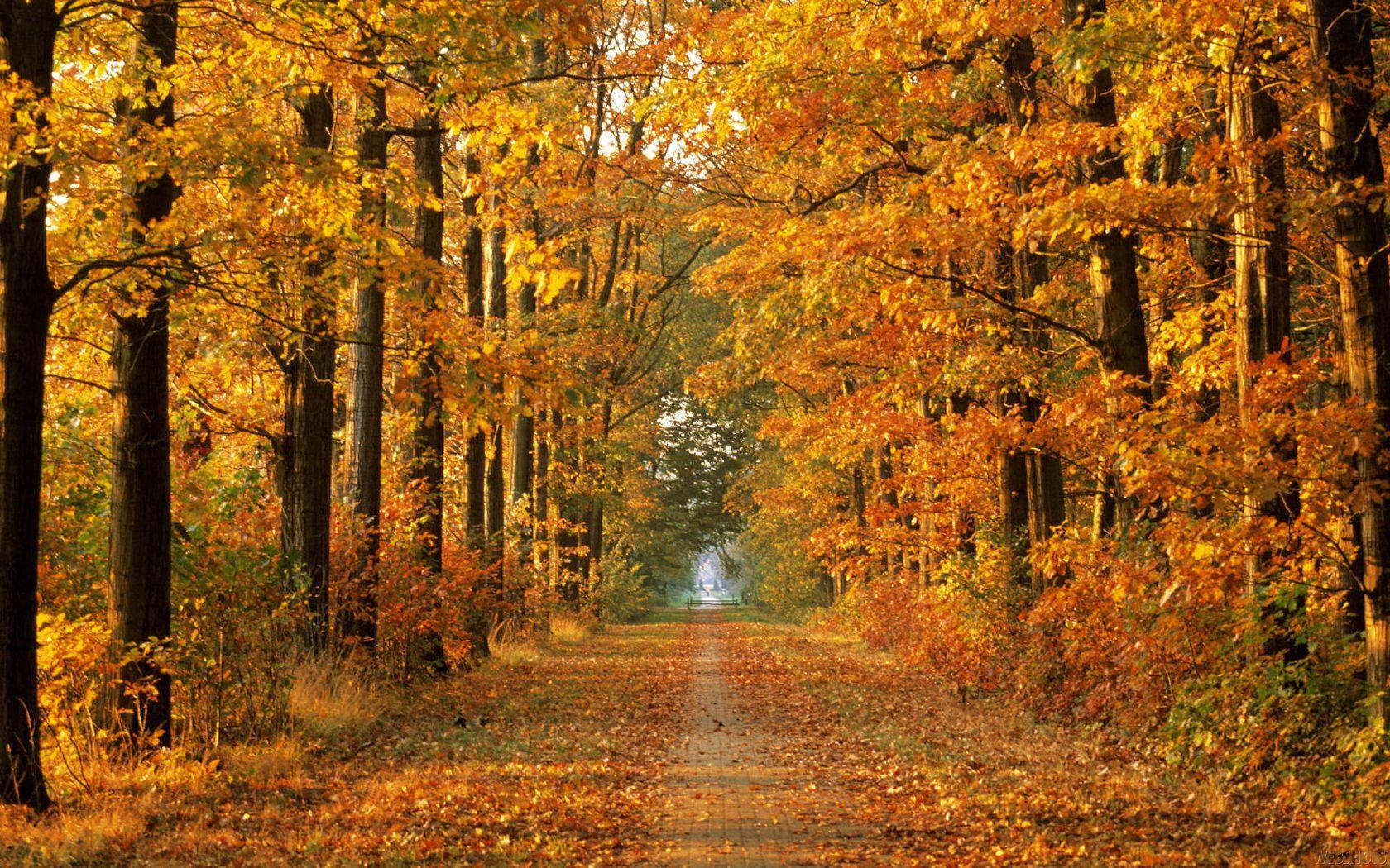 Fall foliage, golden hues, sunlit path, HD Desktop Wallpaper