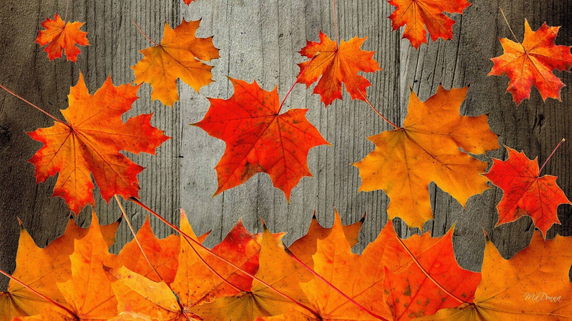 red maple leaves, vibrant orange, vibrant red, Full HD Desktop Wallpaper