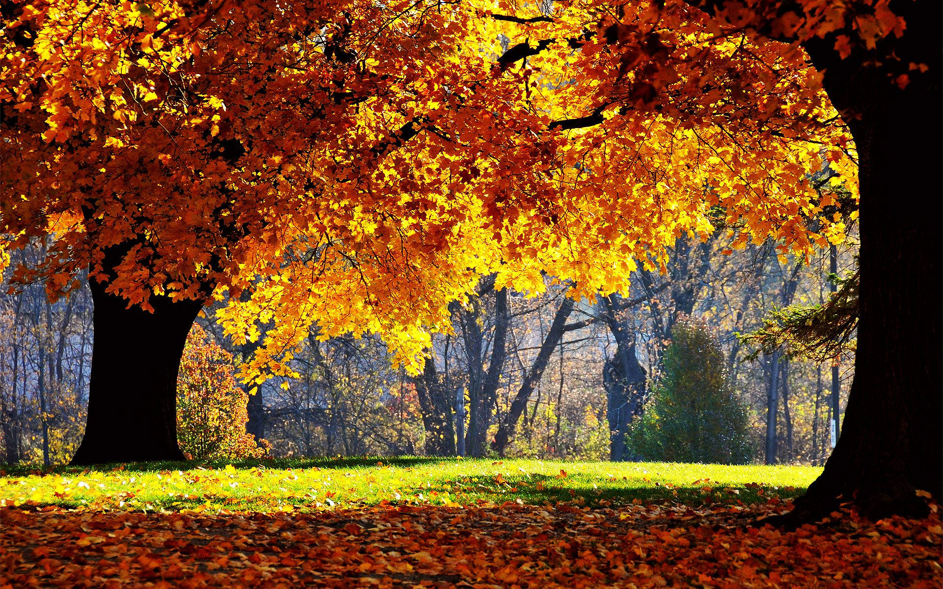 orange trees, fall season, golden autumn leaves, Full HD Desktop Wallpaper