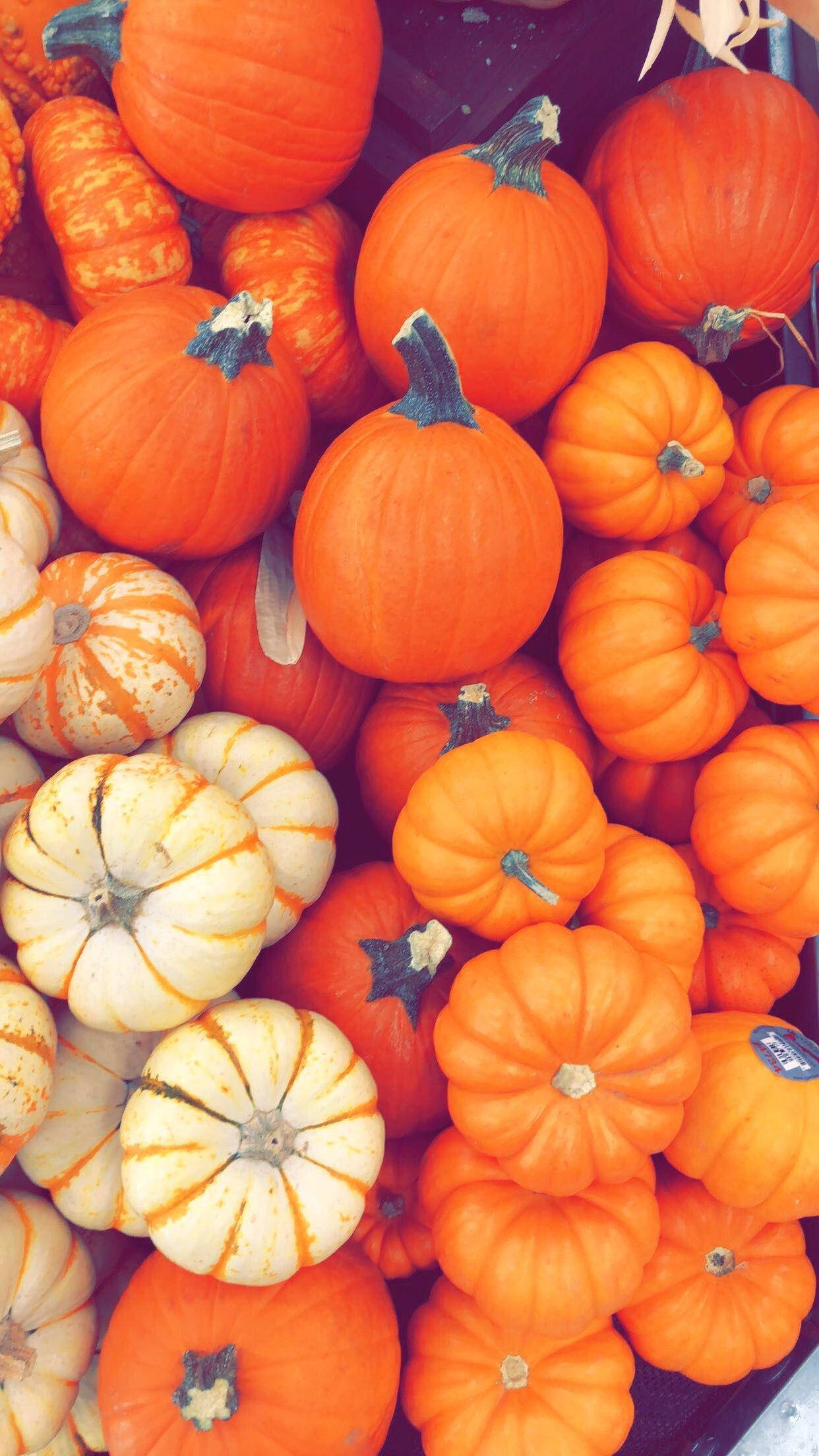 pumpkin, orange, creamy white, Full HD Phone Wallpaper
