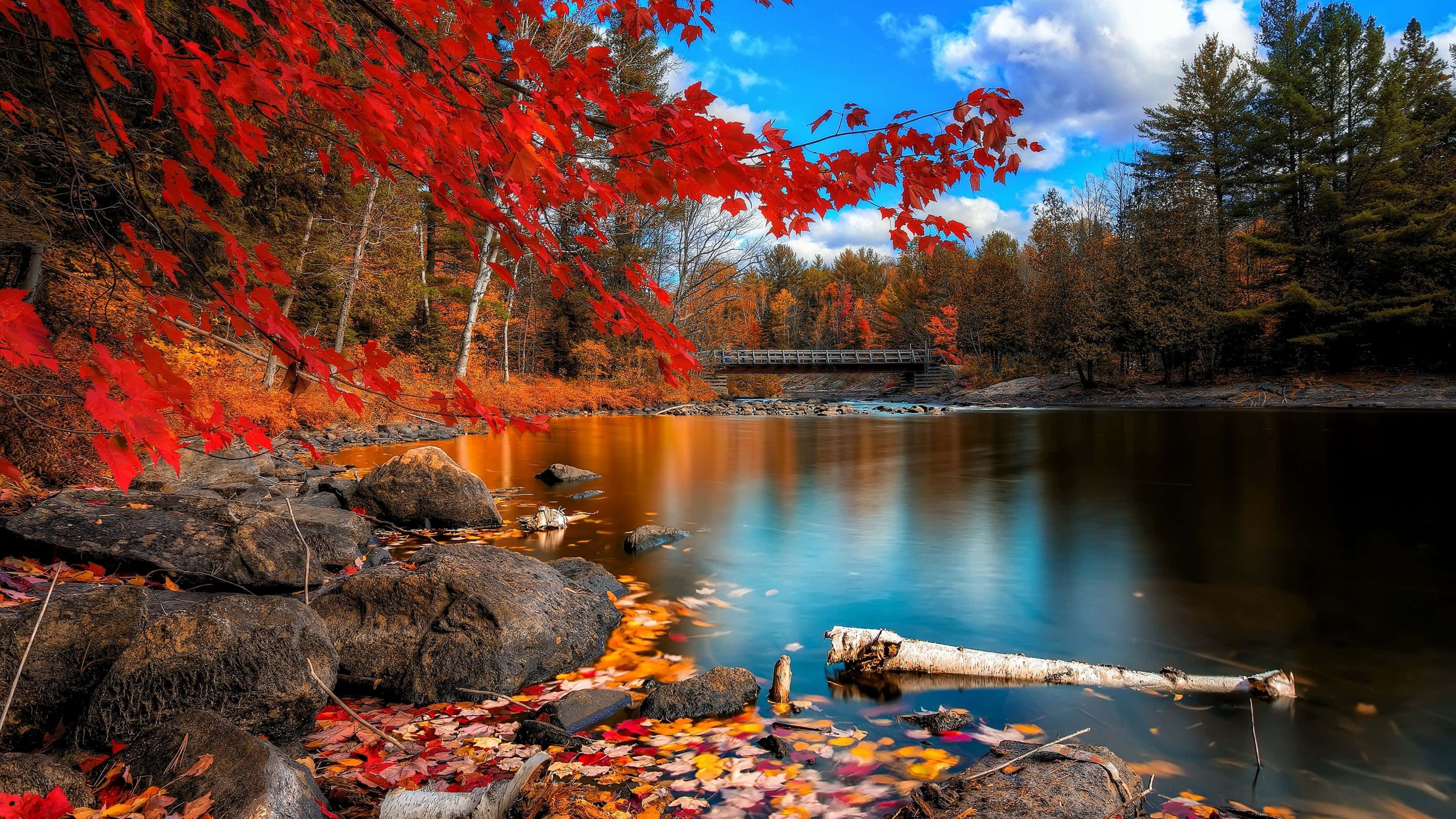 red maple leaves, autumn river, blue sky, 4K Desktop Wallpaper