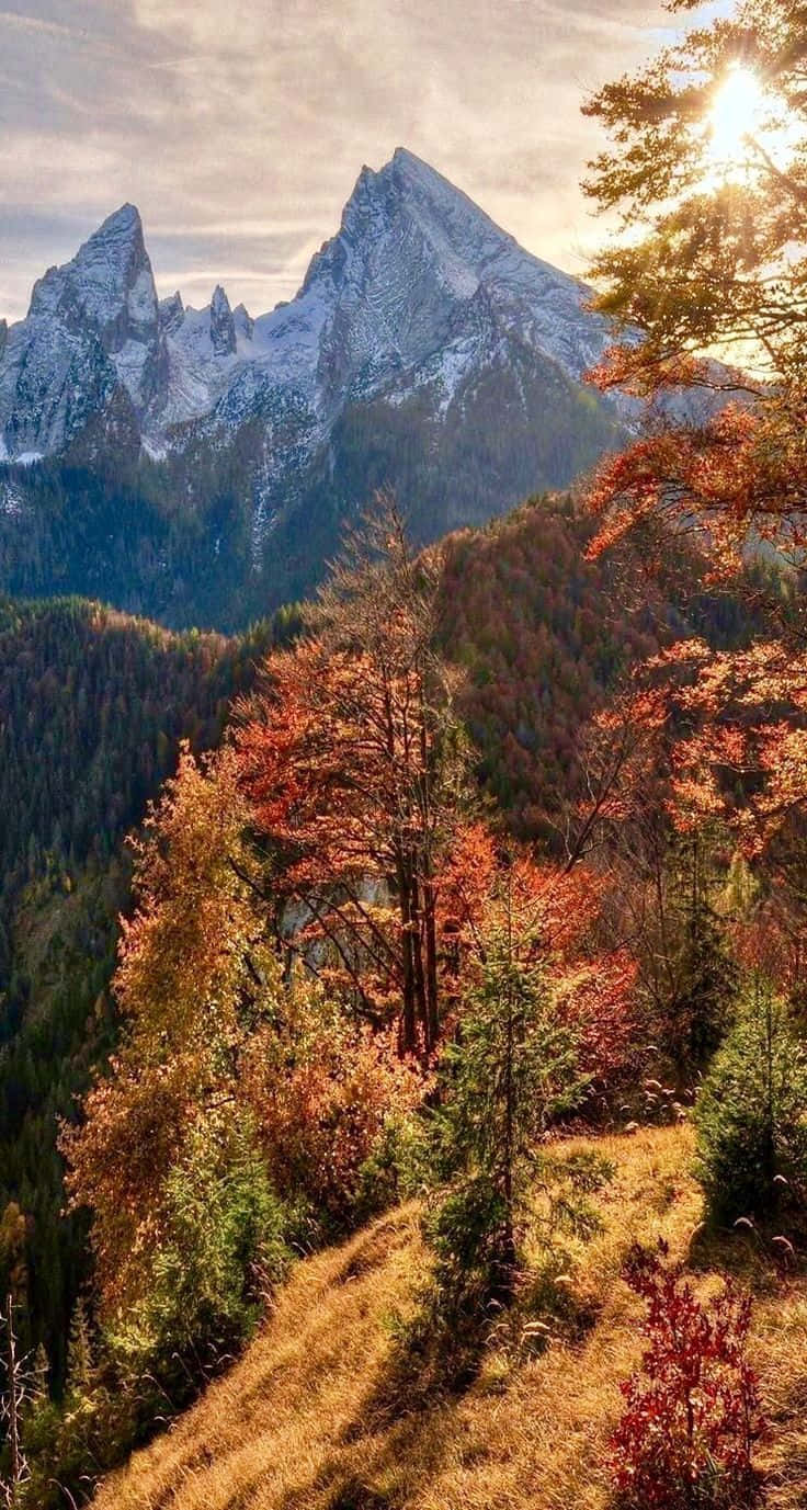 November, fall forest, mountain, HD Phone Wallpaper