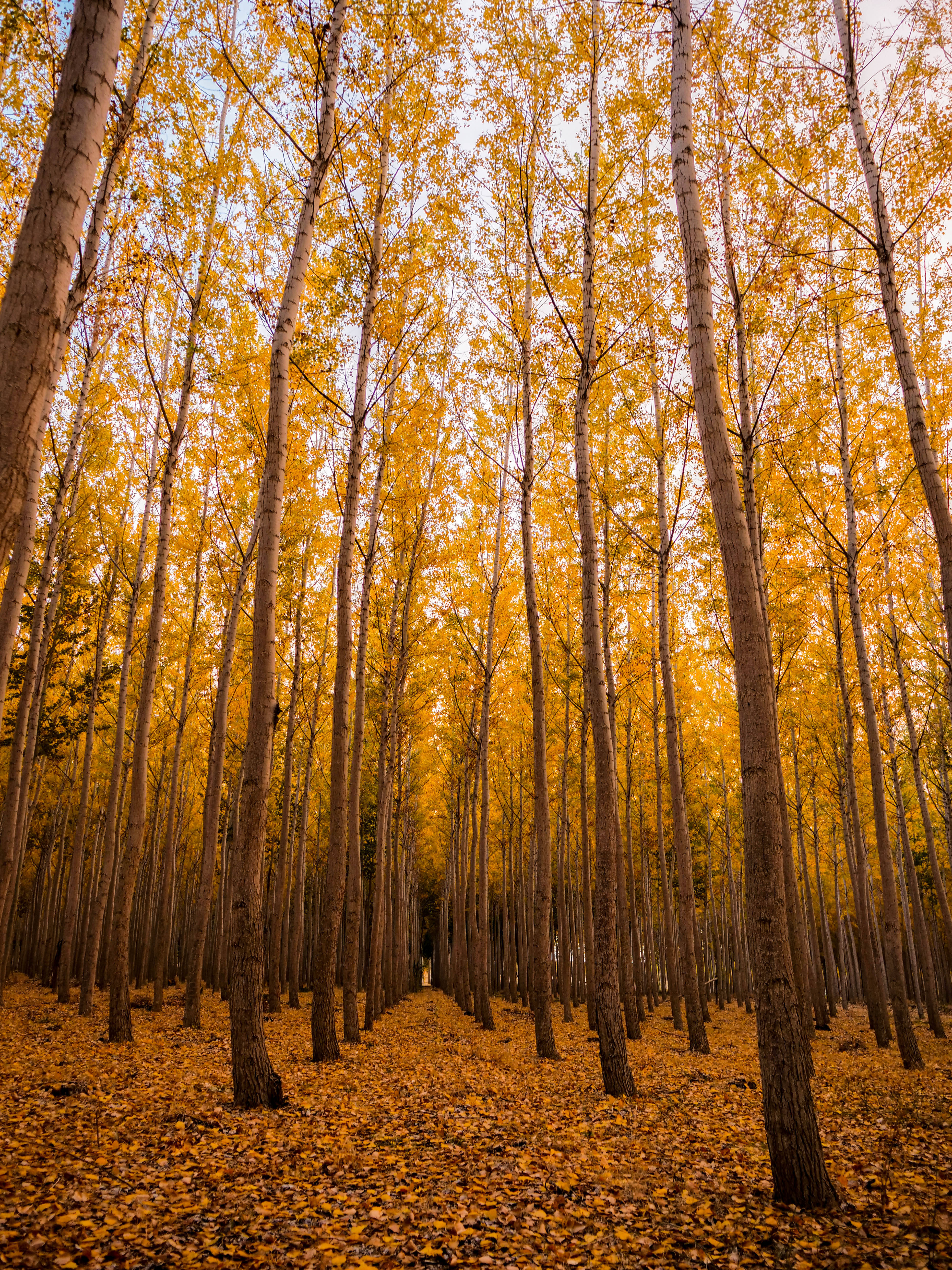 yellow autumn forest, golden leaves, carpet of fallen foliage, 5K Phone Wallpaper