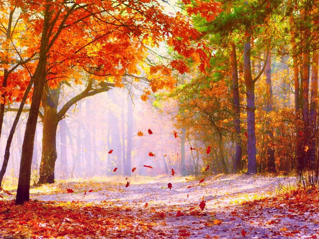 maple trees, autumn, vibrant orange, SD Desktop Wallpaper