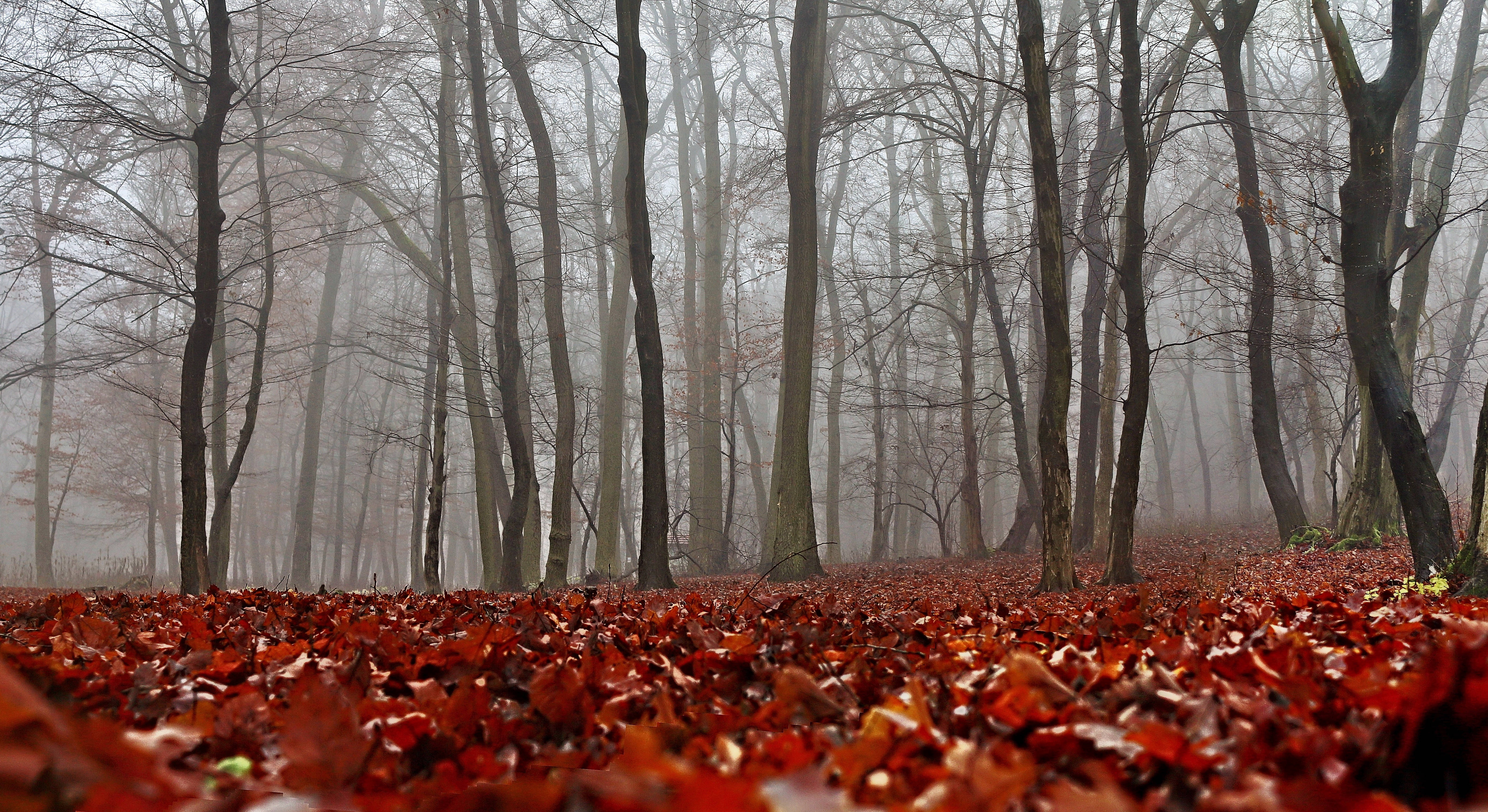 fall foliage, vibrant red leaves, misty autumn forest floor, 5K Desktop Wallpaper