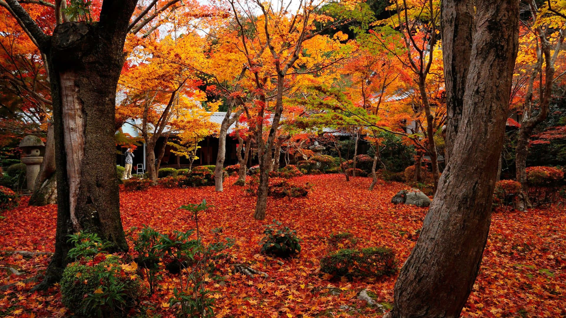 Japanese garden, fiery red and orange maple leaves, autumn sky, Full HD Desktop Wallpaper