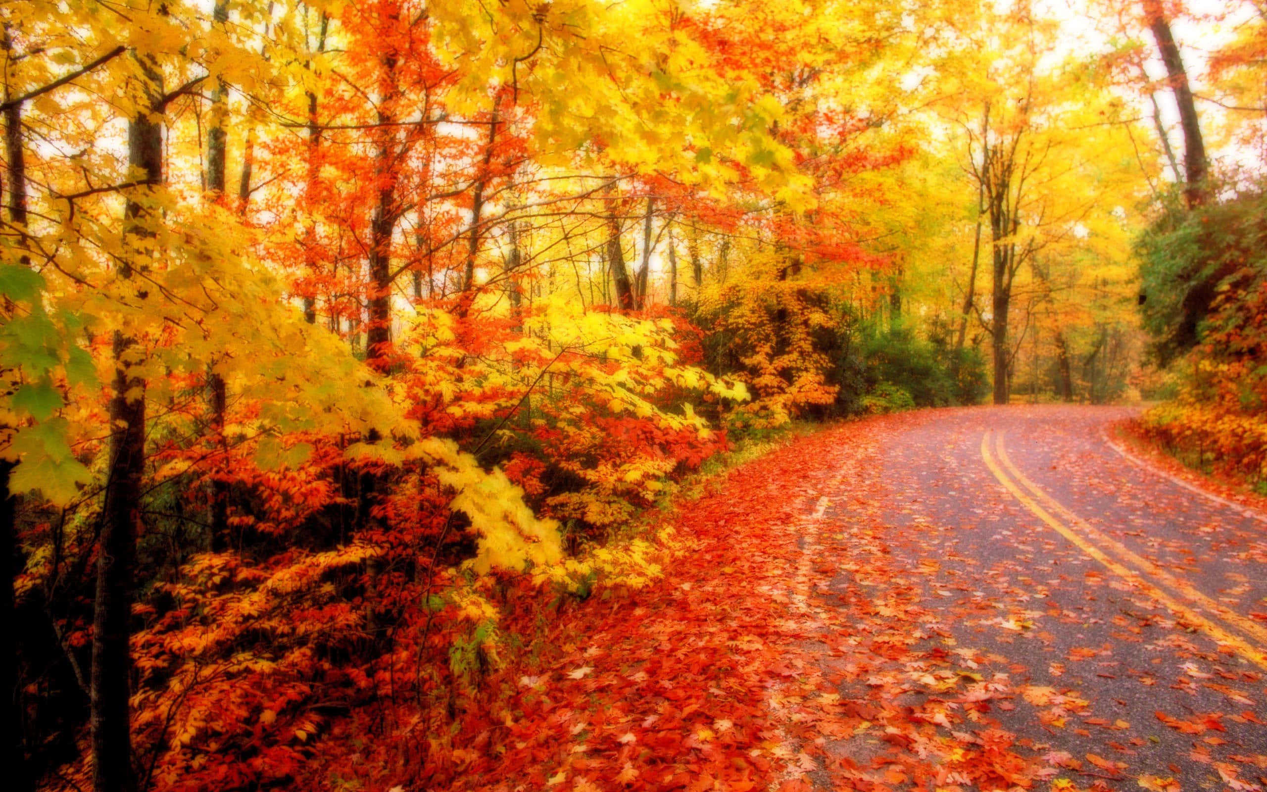 Fall, tumblr, winding road, 2K Desktop Wallpaper