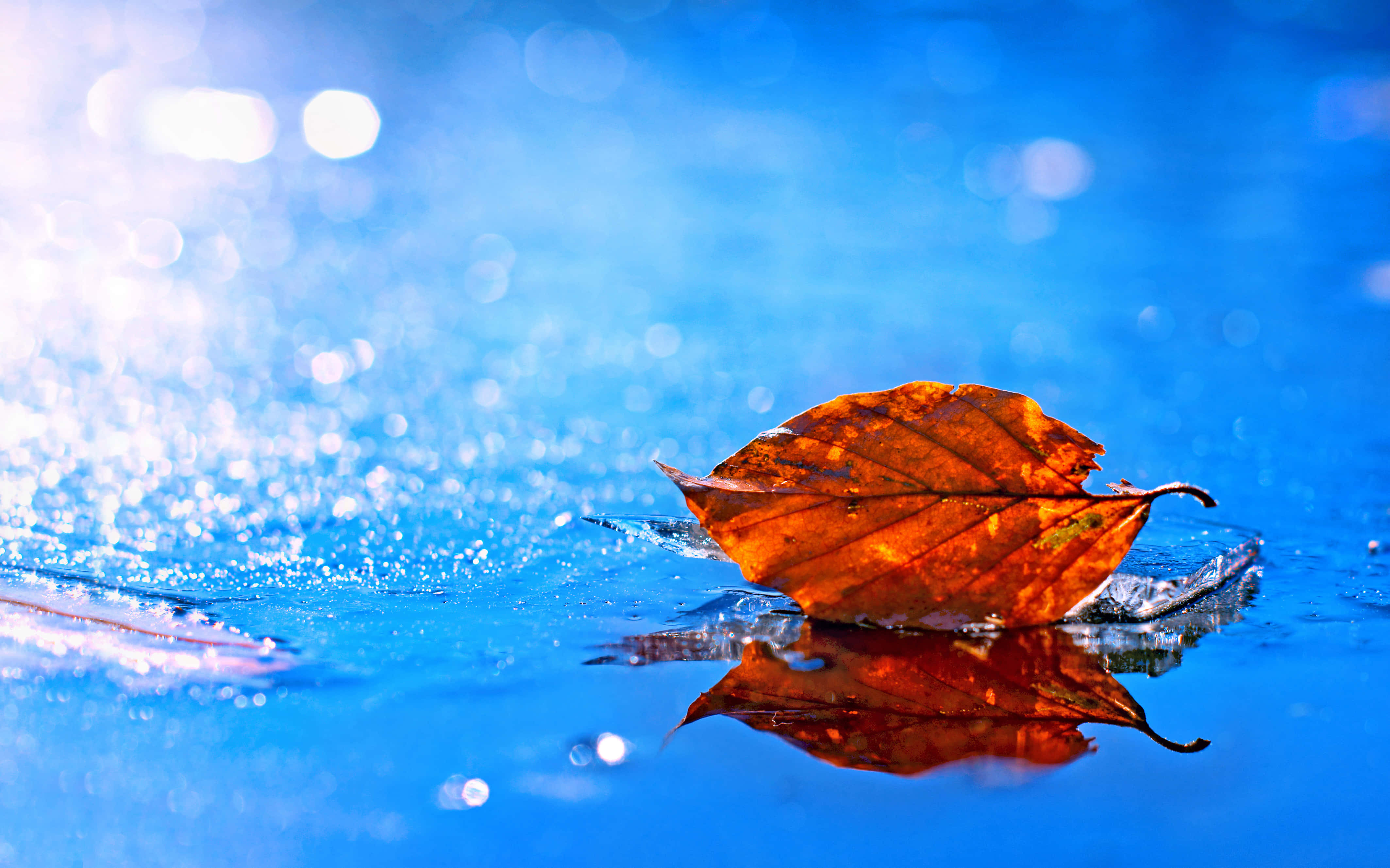 Fallen Leaves, amber leaf, icy blue water, 4K Desktop Wallpaper