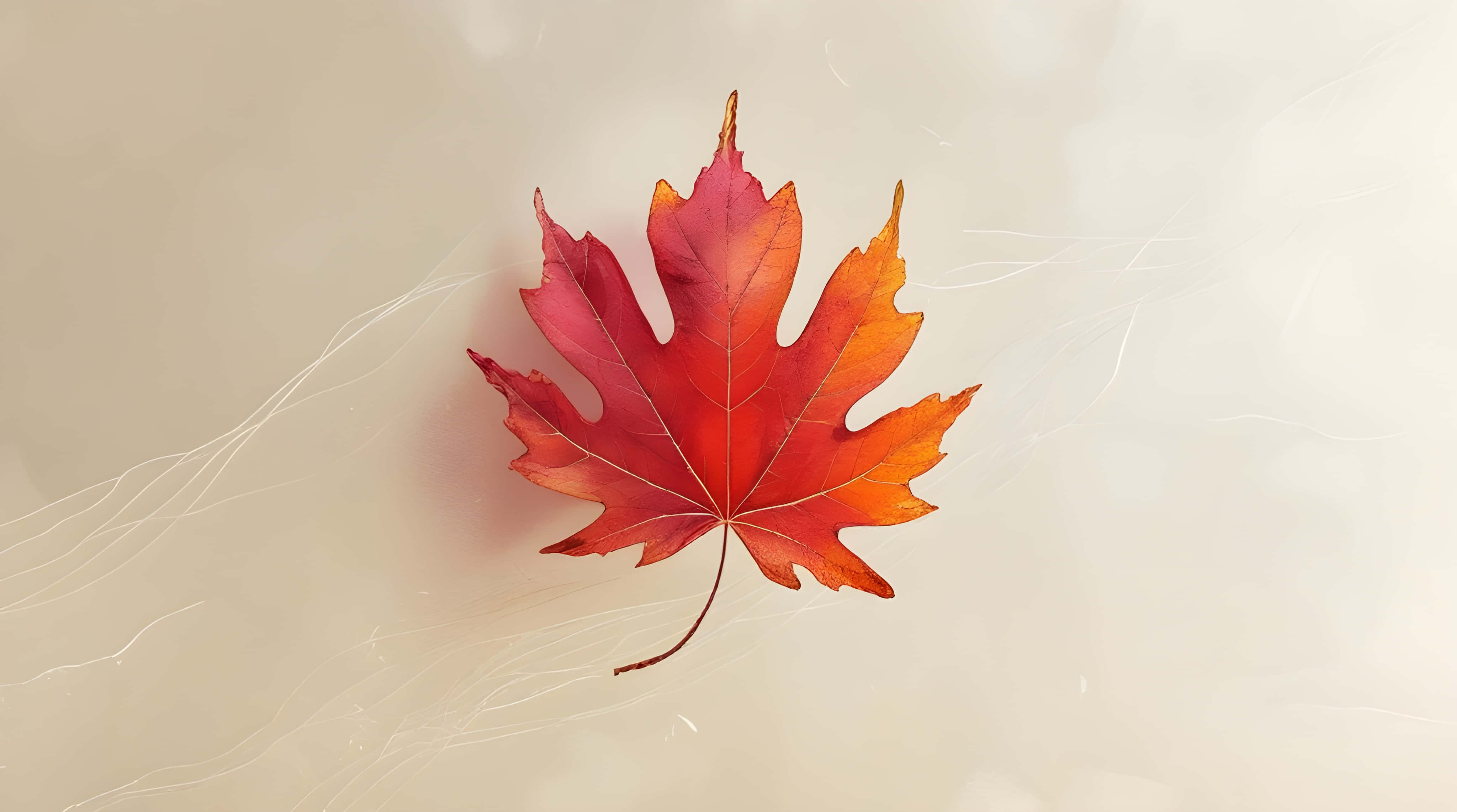 maple leaf, vibrant red, orange, 4K Desktop Wallpaper