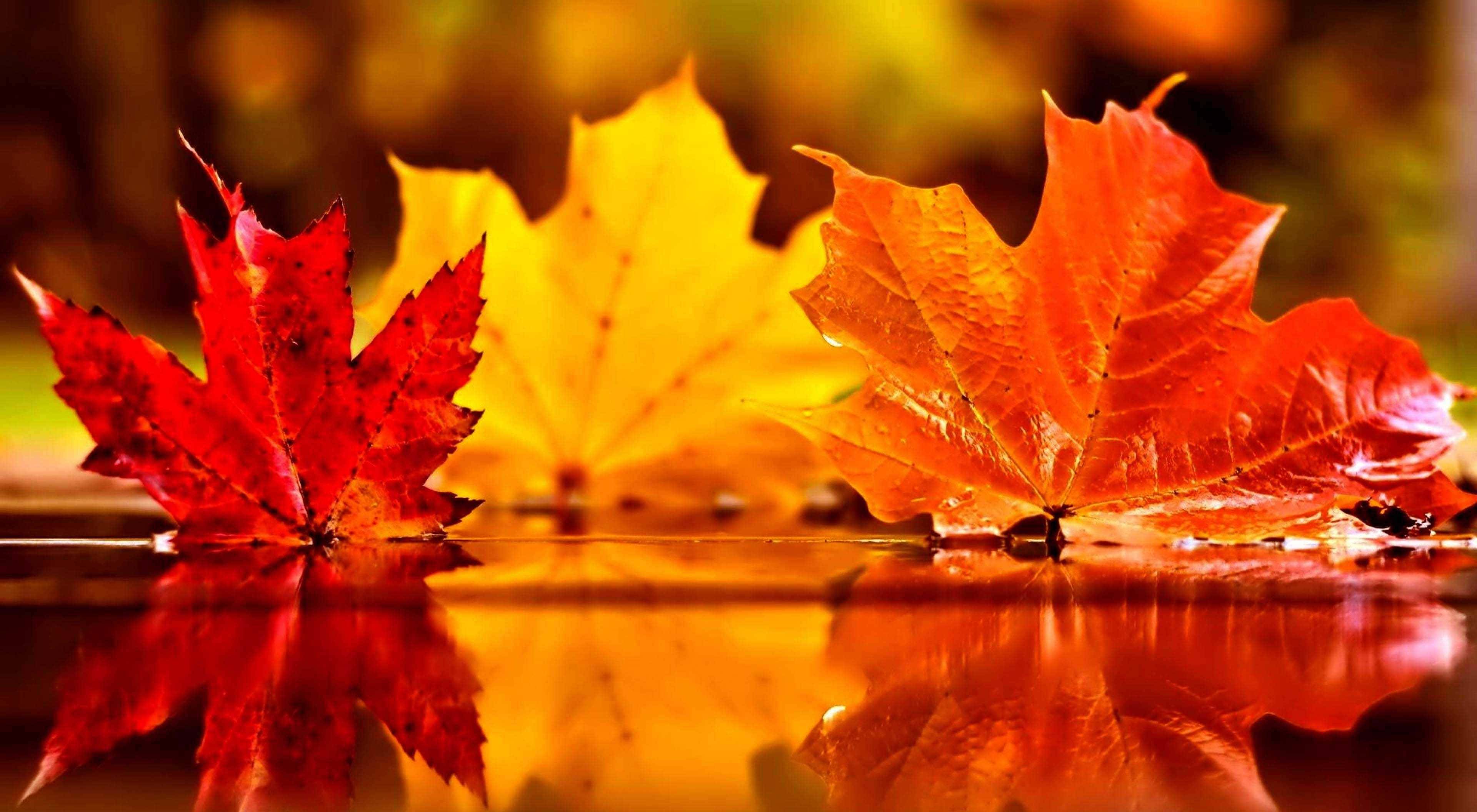 Fallen Leaves, red maple leaves, orange maple leaves, 4K Desktop Wallpaper