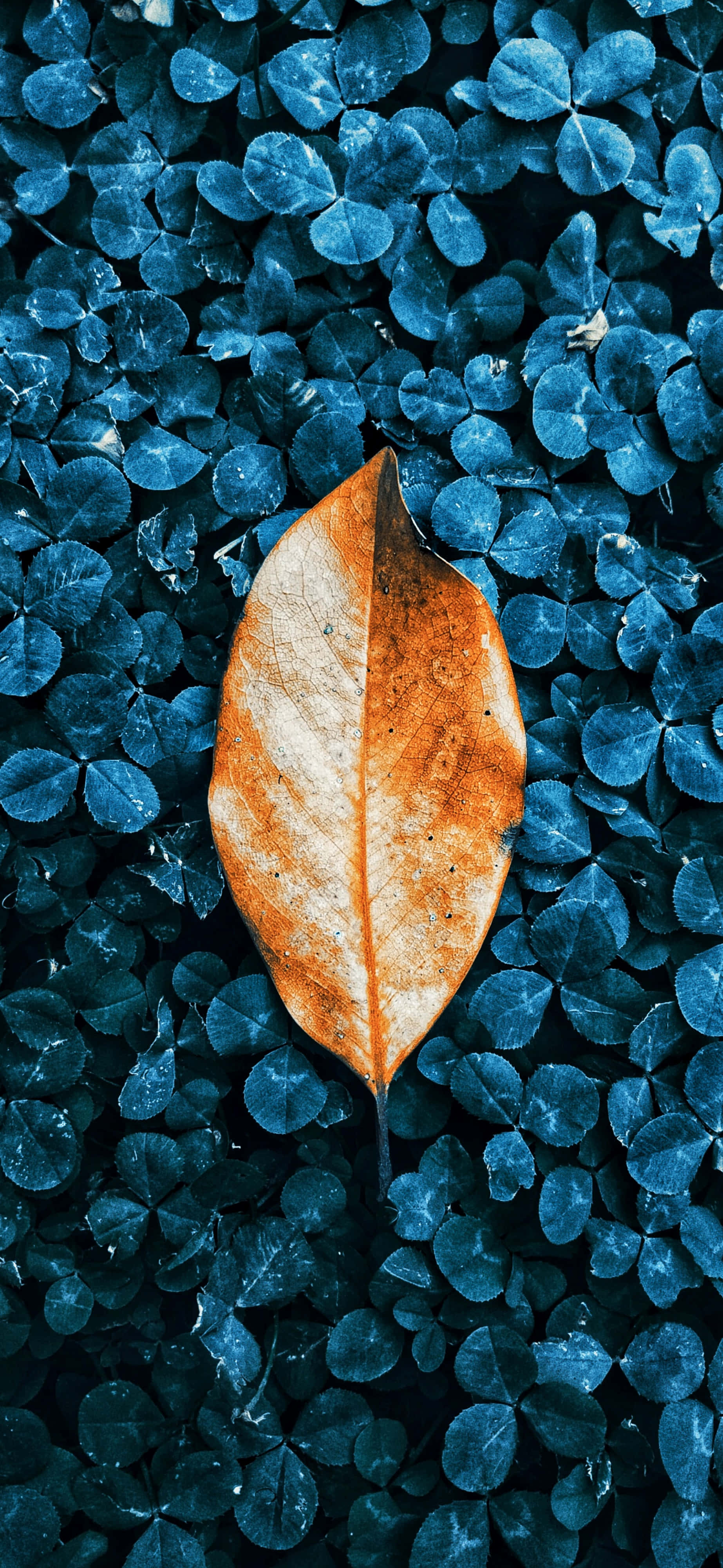 Fallen Leaves, forest trail, dried orange leaf, 4K Phone Wallpaper